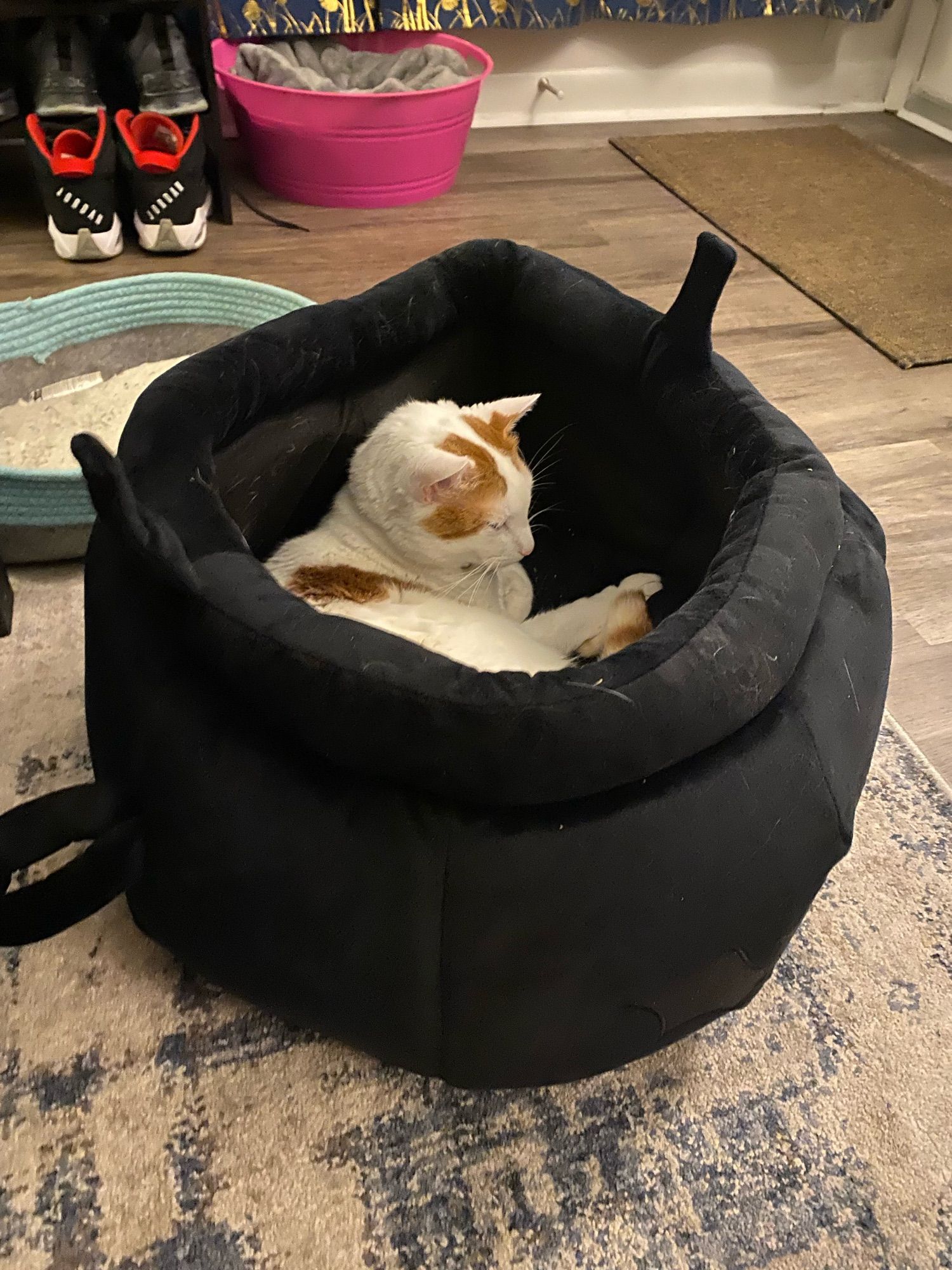 Our first cat in the cauldron bed is our white and orange boy!