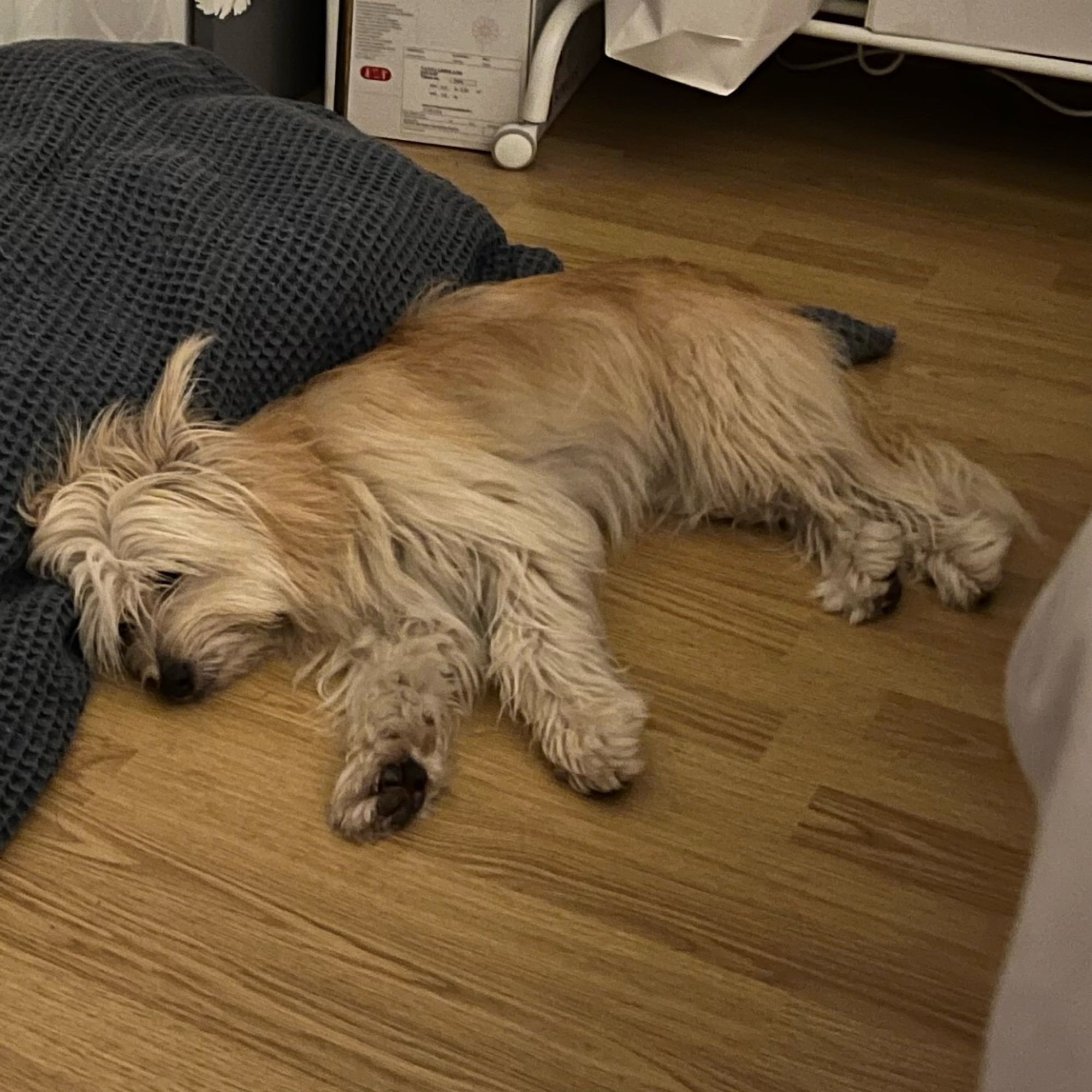 A photo of a dog, Kekri, a relatively small, fawn coloured Pyrenean shepherd. She is asleep on the floor, and looks very much like a limp rag doll, will her paws and fur flopping out at odd angles.