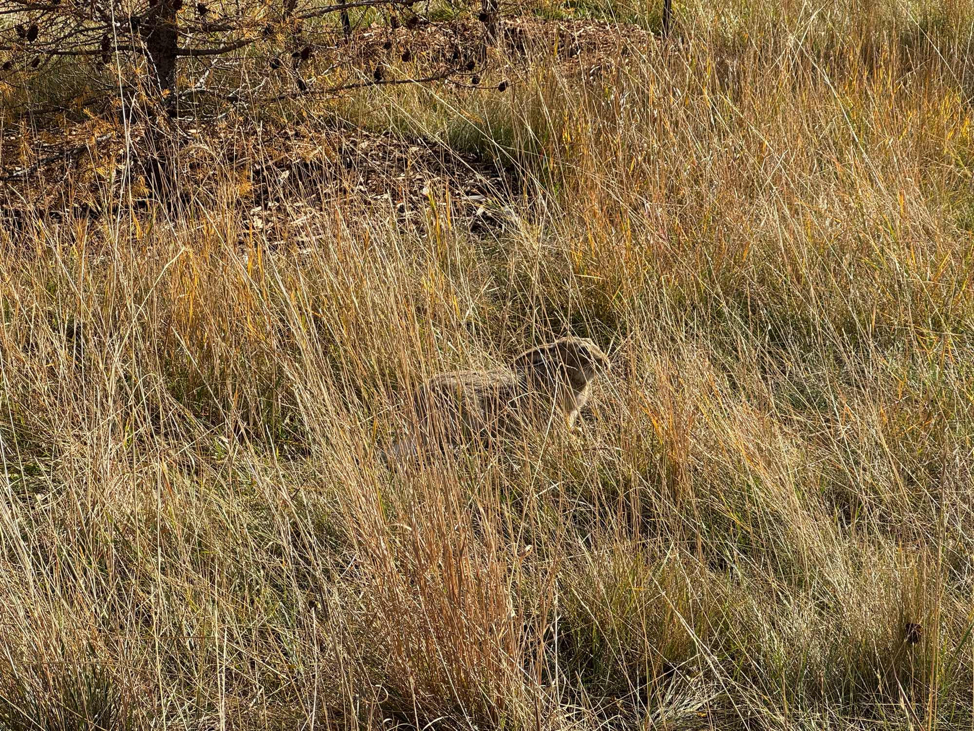 A hare laying low in the tall grass with its ears back and its nose high. Its entire body posture is tense and highly caffeinated. 