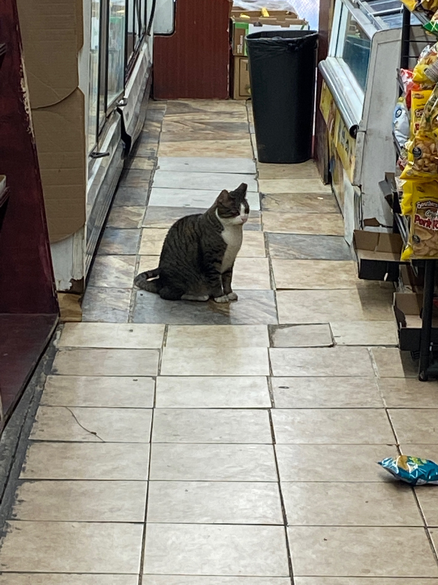 bodega cat at work