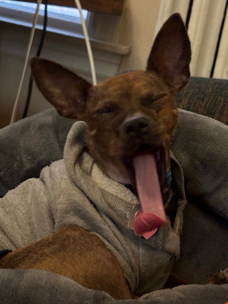 Raisin, my brindle Chihuahua, yawning. Her tongue is comically long and curled at the end and looks like a party blower