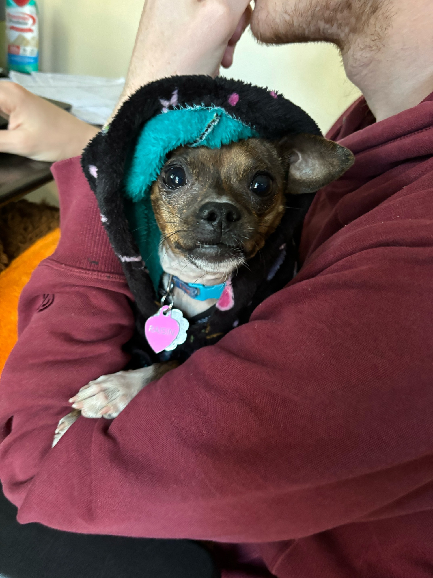 Raisin the Chihuahua once again! She is being held by my partner and is wearing a fuzzy black wizard cloak with stars and planets all over it. The hood is up over her head, and only one ear is sticking out from the hood. One of her bottom teeth is sticking out of her mouth.