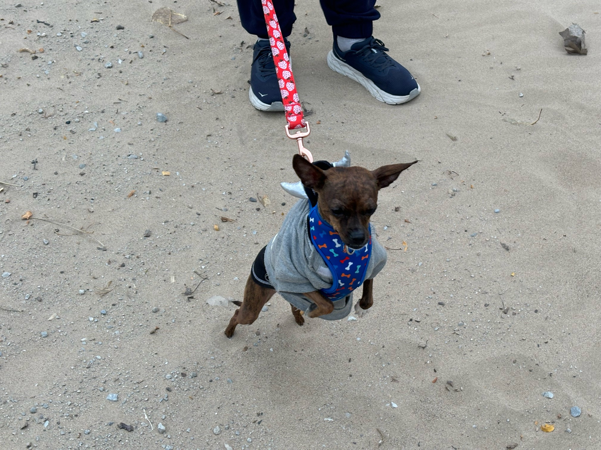 Raisin, my tiny brindle Chihuahua, wearing a gray hoodie and standing like a T. Rex on her hind legs in the sand at the beach. 