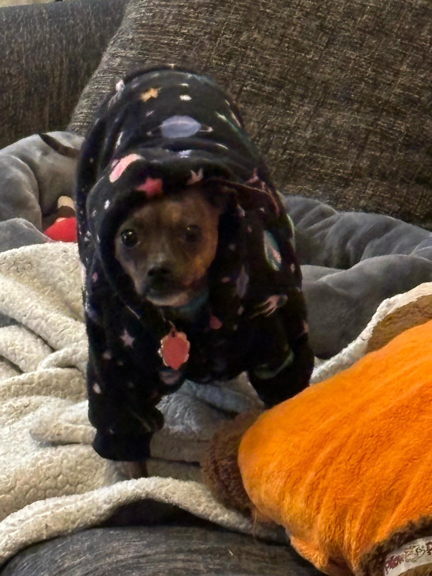 Raisin wearing her fuzzy wizard cloak once more, only now the hood is over her head, covering both ears, and she’s standing menacingly on top of a pile of blankets. From the perspective of the picture, she kind of looks like a weird, fuzzy Among Us bean