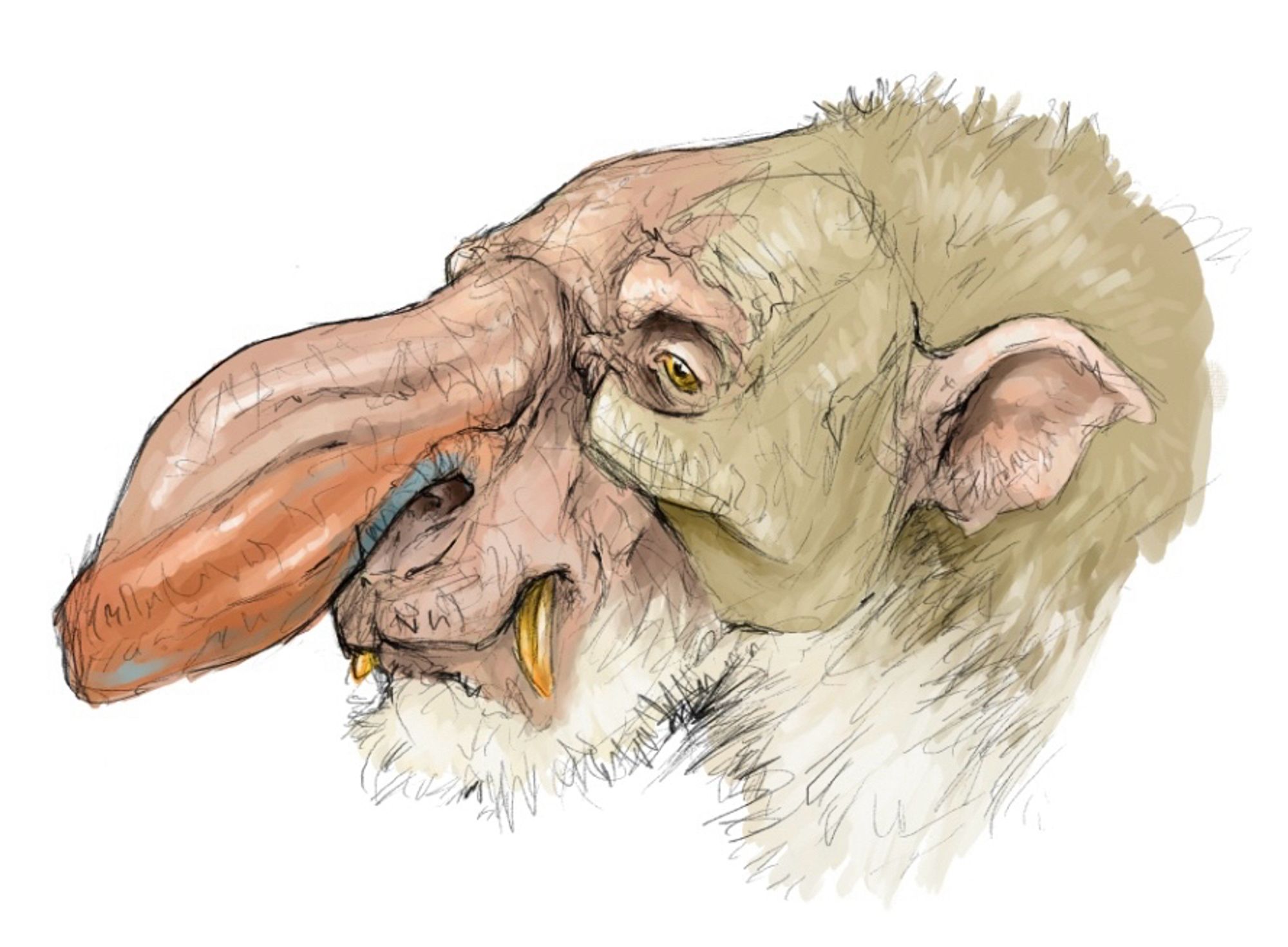 A sketch of a troll, based on primates including macaques, this creature has a bulbous nose, clefted tusks, and pig-like ears. The woodsman troll is a browsing herbivore that primarily feeds on pinecones, berries and woody browse. They will often knock smaller trees down, and keep forests from becoming too competitive.