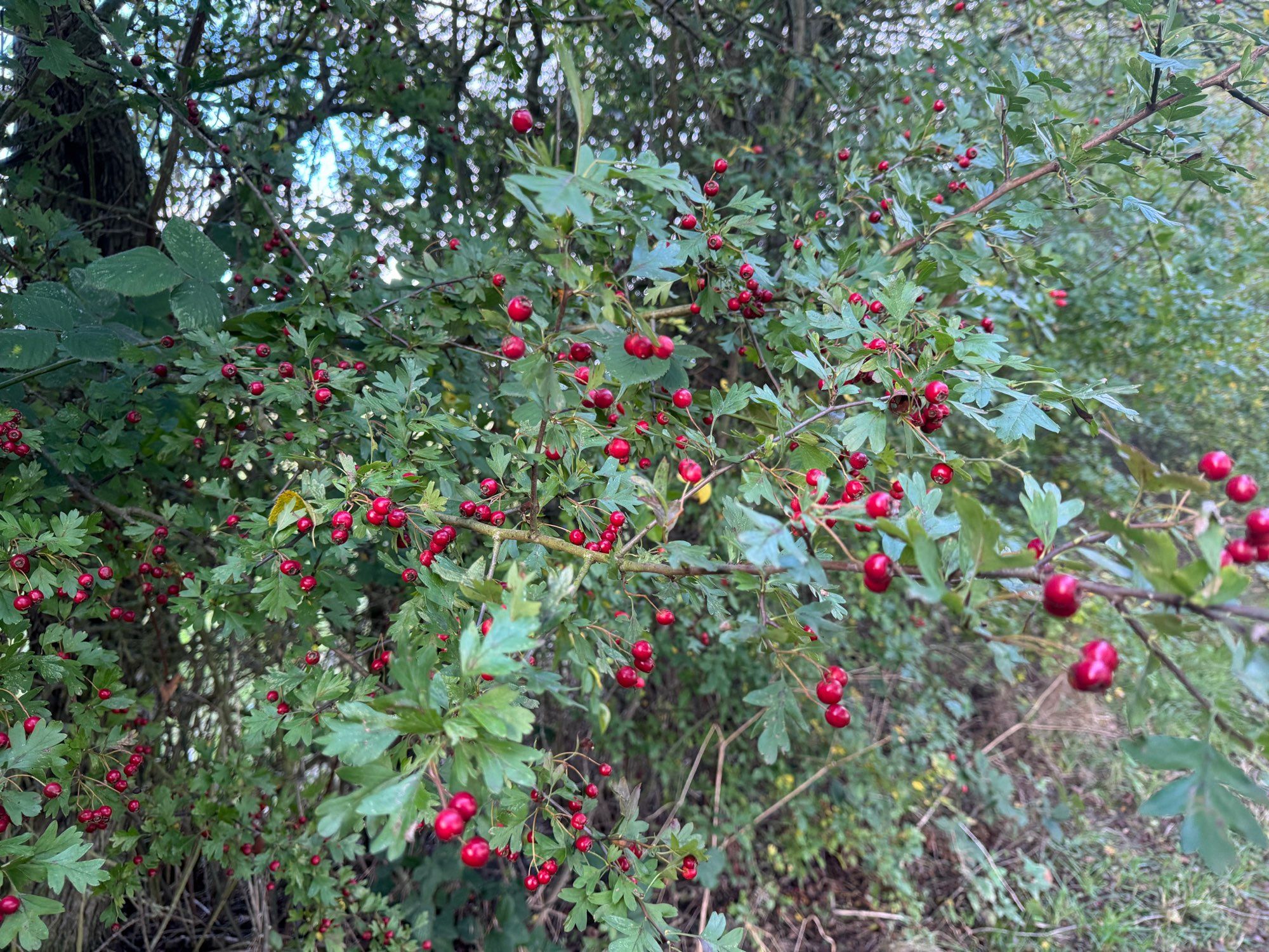 Hawthorn berries