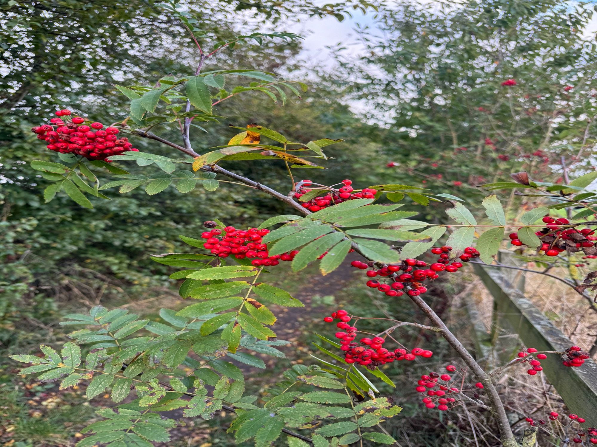 Rowan Berries