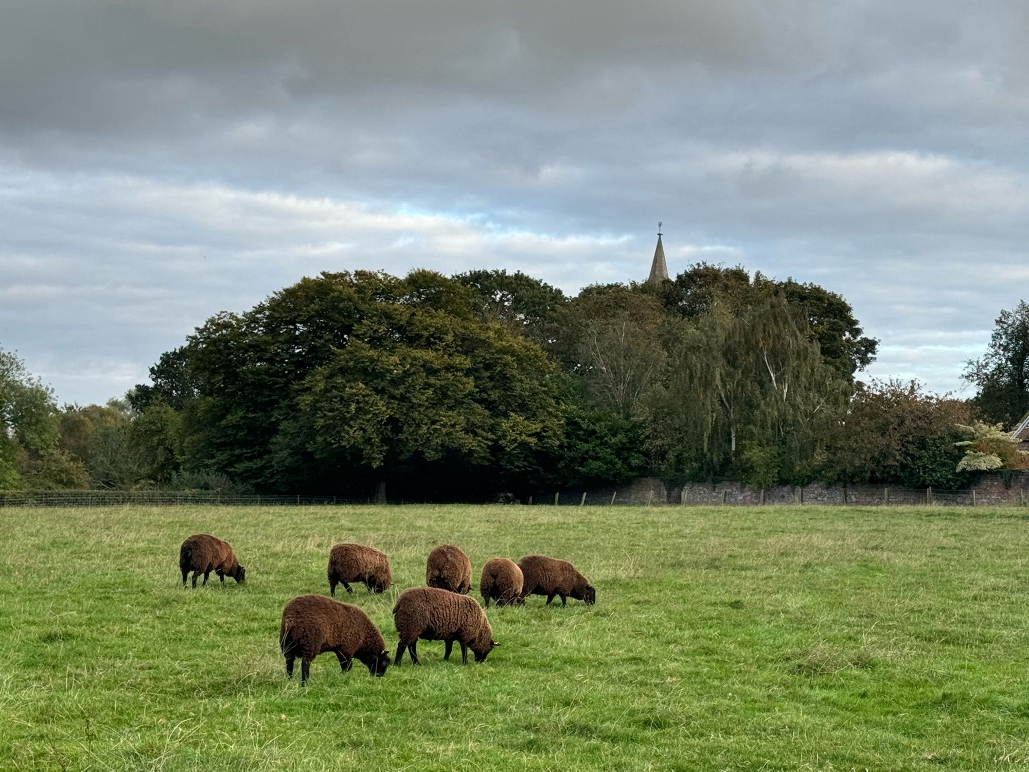 Brown fleeced sheep grazing in a field with a copse of trees in the background. The top of a church spire is just visible above the trees