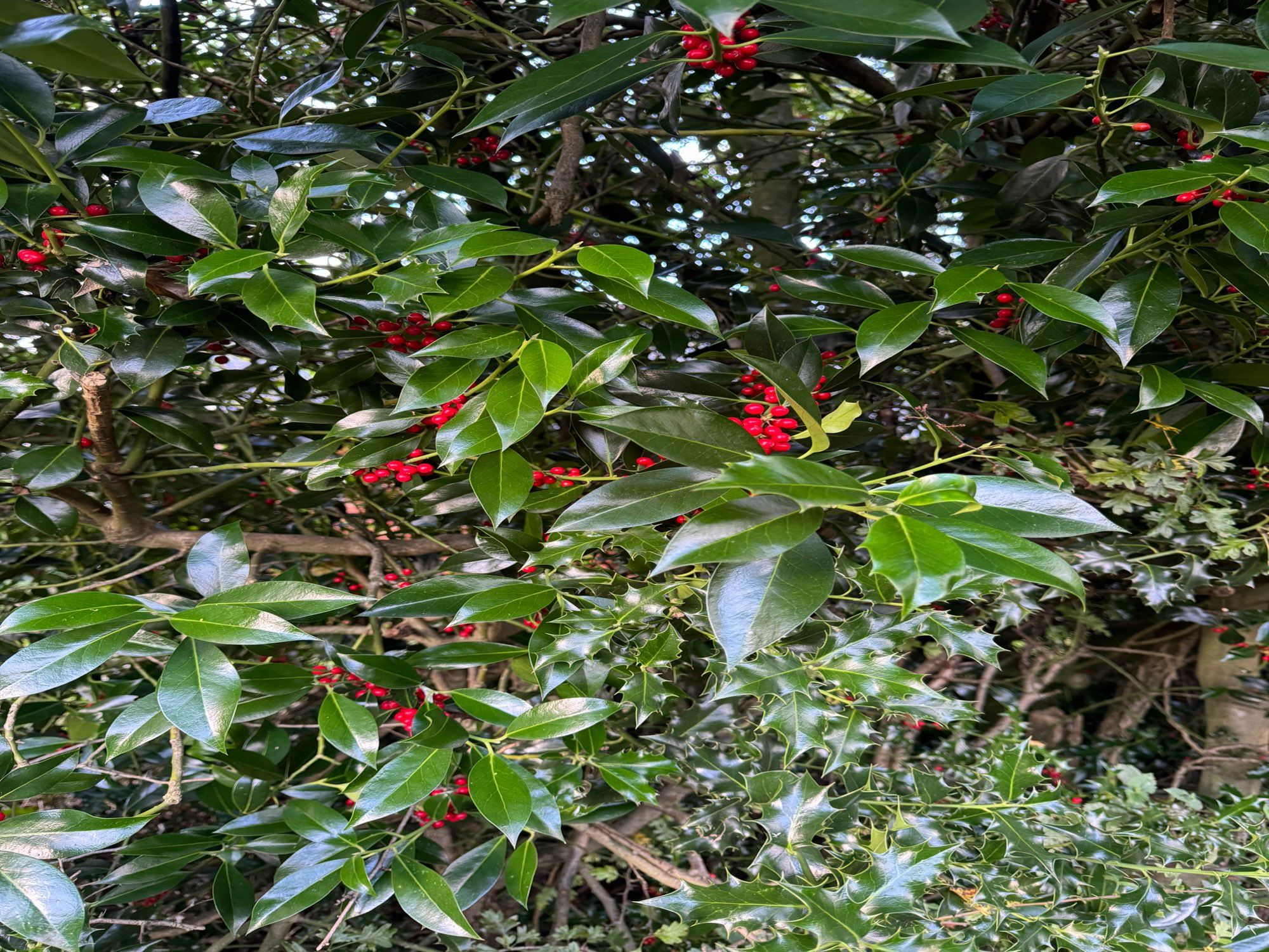 Red Holly berries in a hedgerow