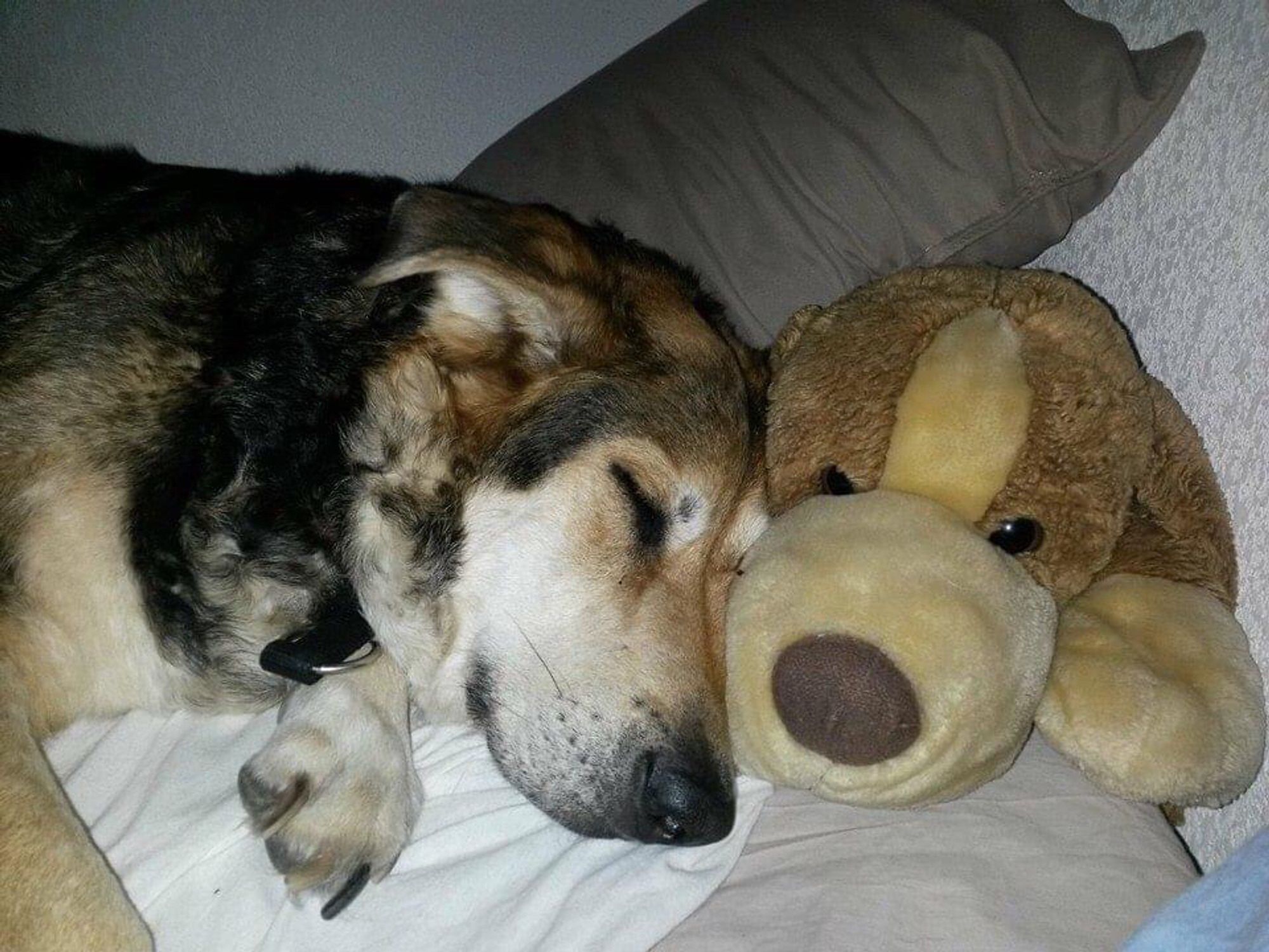 Dodo fatiguée avec son oreiller personnel