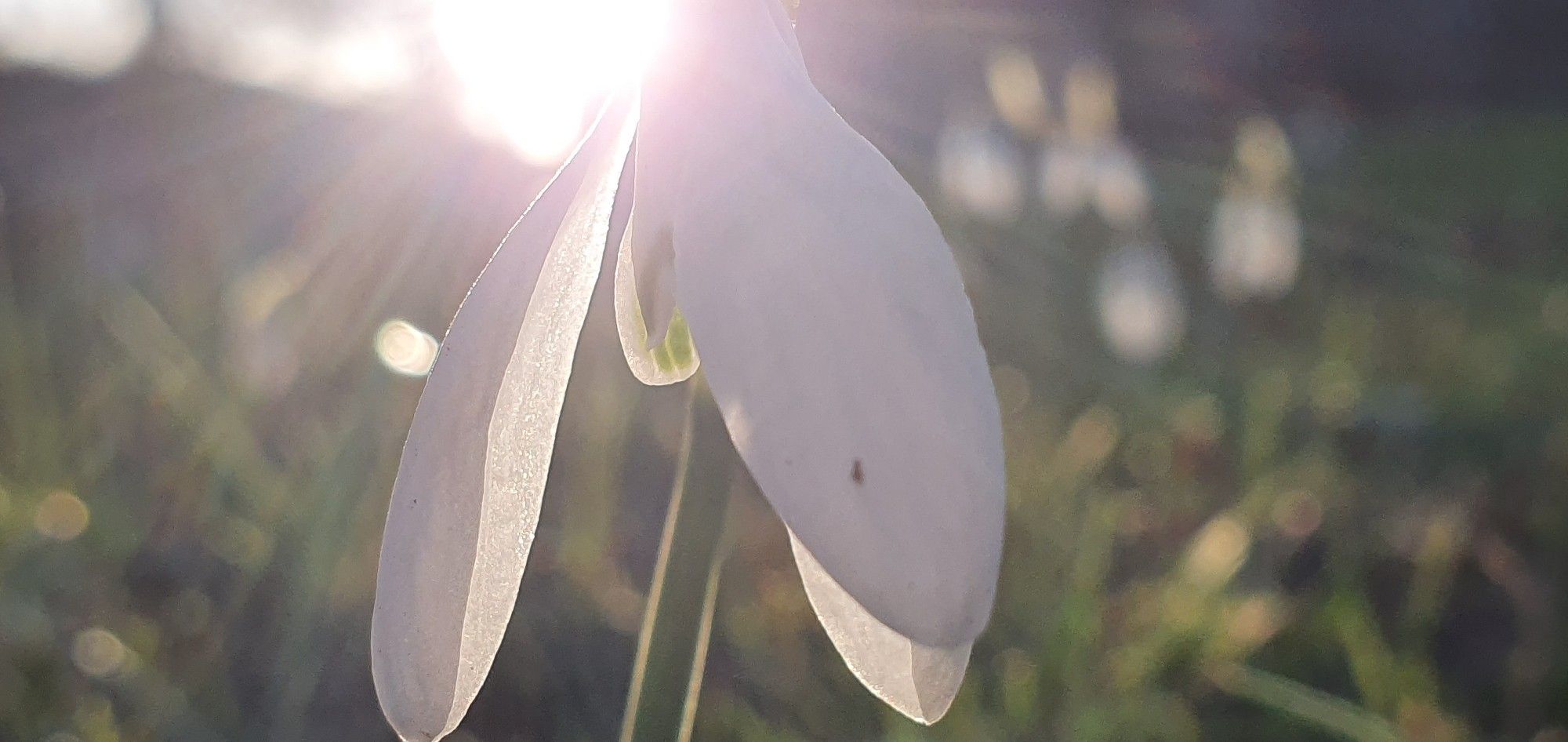 Flower in sunlight