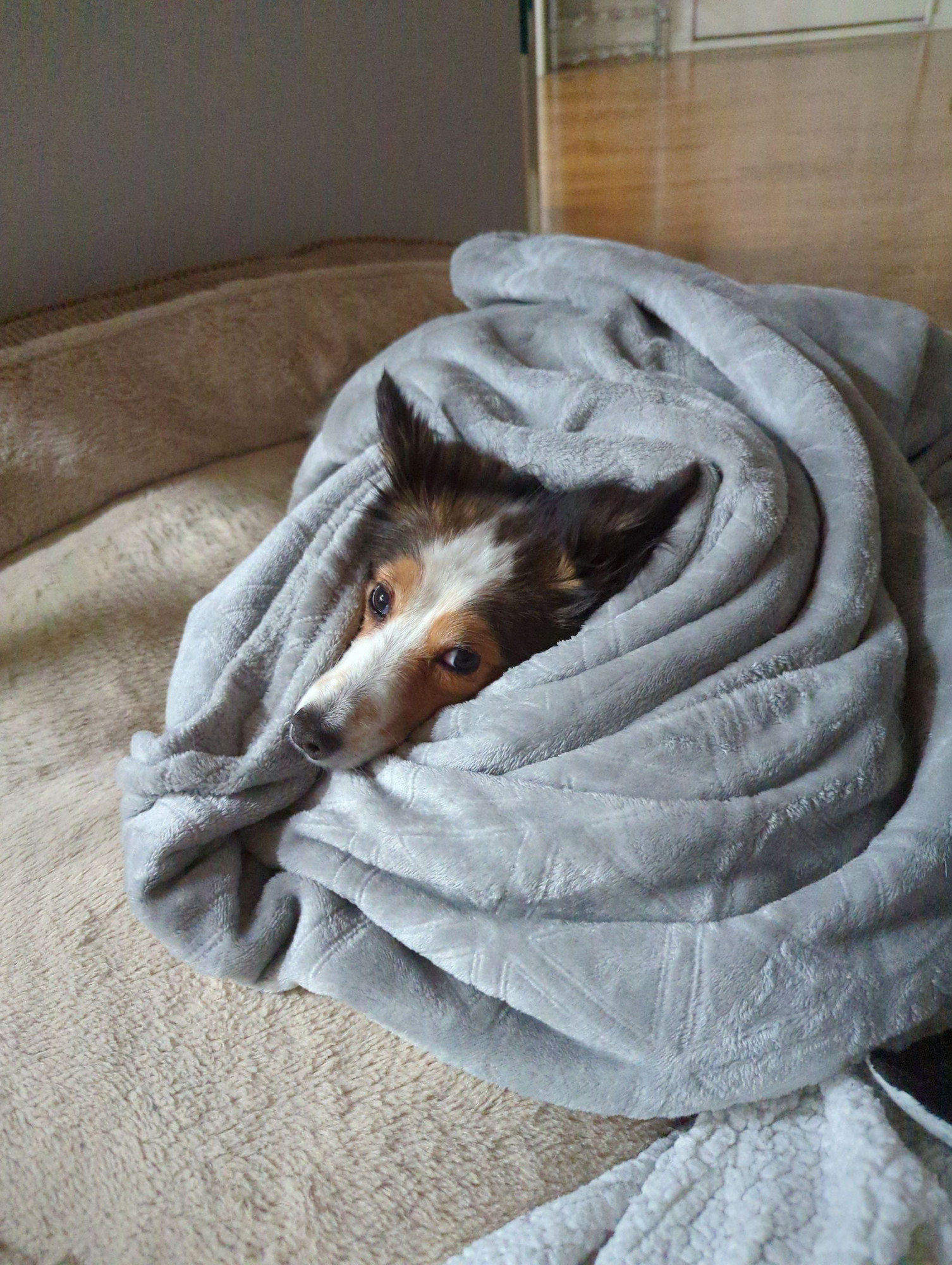 dog wrapped in a blanket such that only the head is visible

the dog is very cute