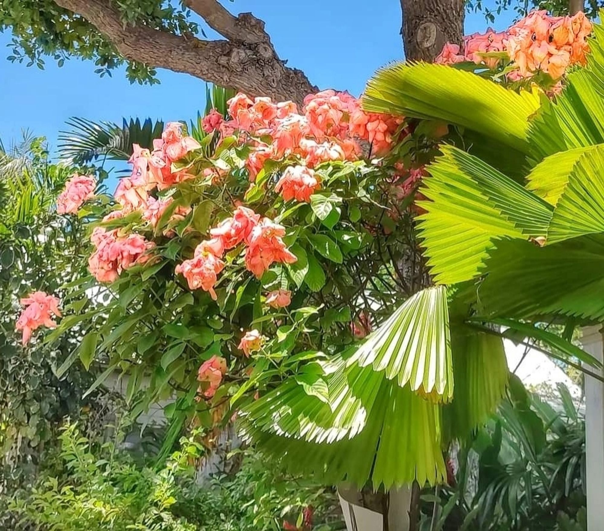 Full of fluffy pink blossoms, a mussaenda is in full summer display. At the right are Licuala palm fronds; a sapodilla tree towers overhead.