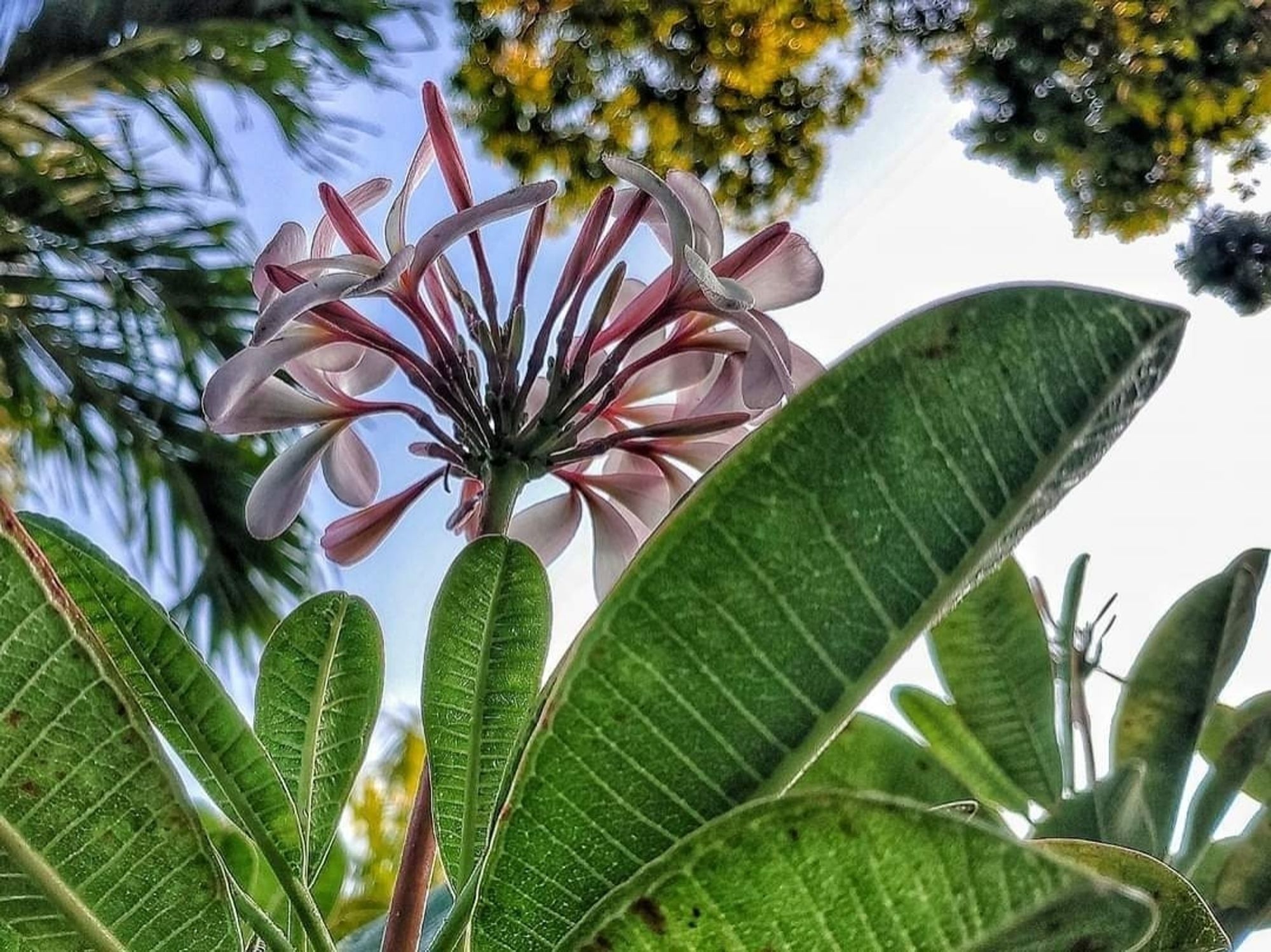 Looking up into a Plumeria flower head with bursting buds. Overhead are a palm and a sapodilla.