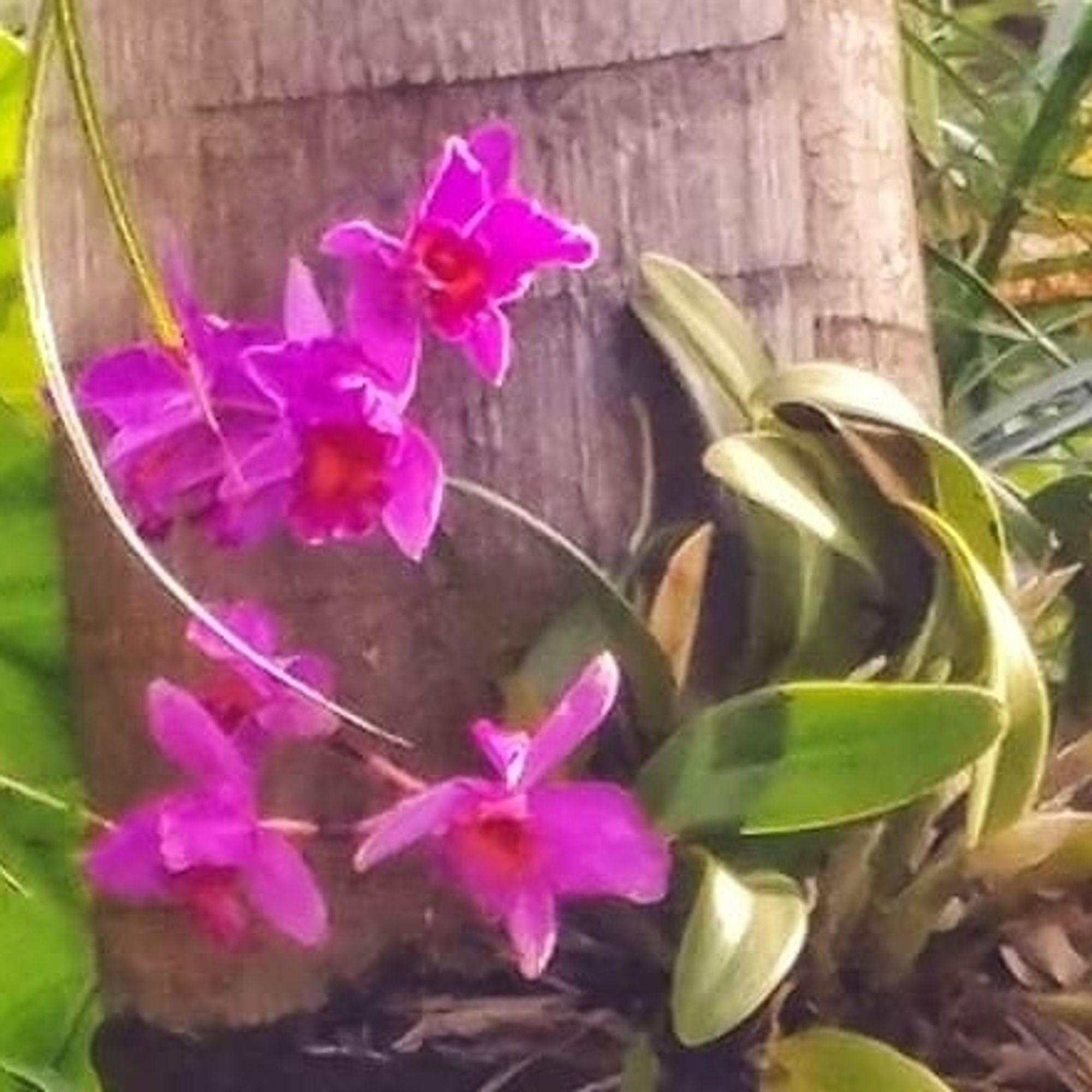 Dendrobium orchids rooted to a palm tree.