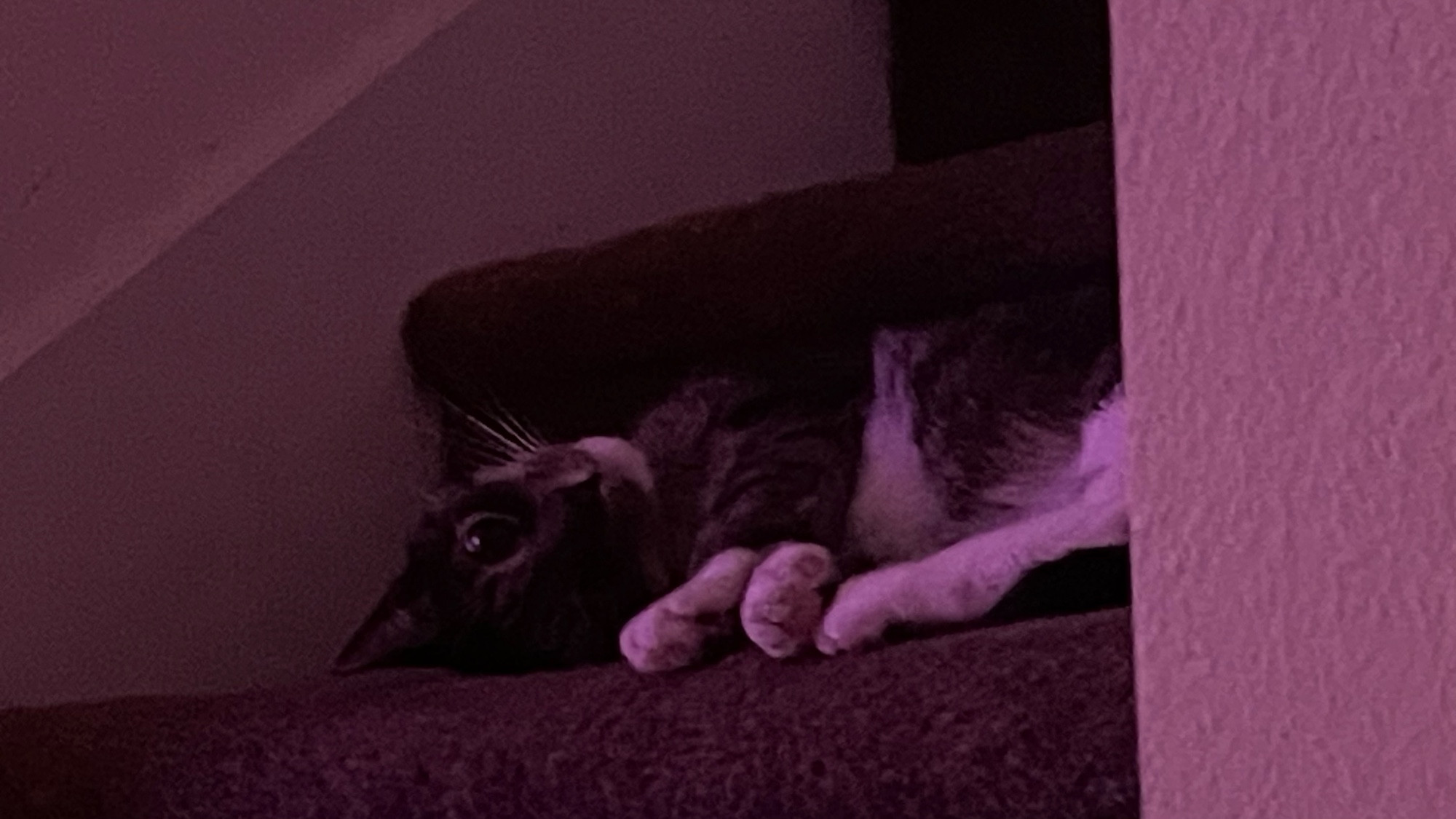 A photo of mittens being cute on some carpeted stairs in some pink light, looking at the camera on his side.