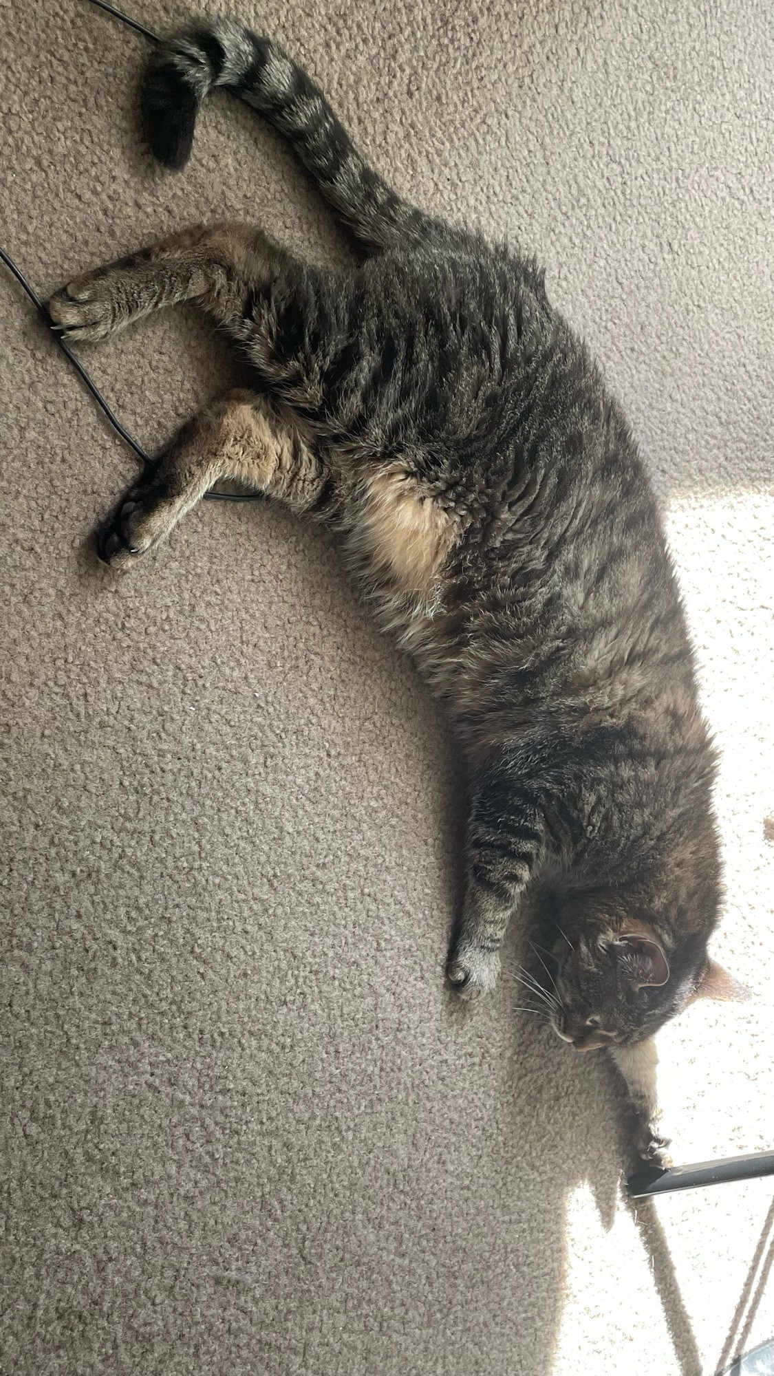 A picture of Perry in my room laying in the afternoon sun all stretched out and being cute