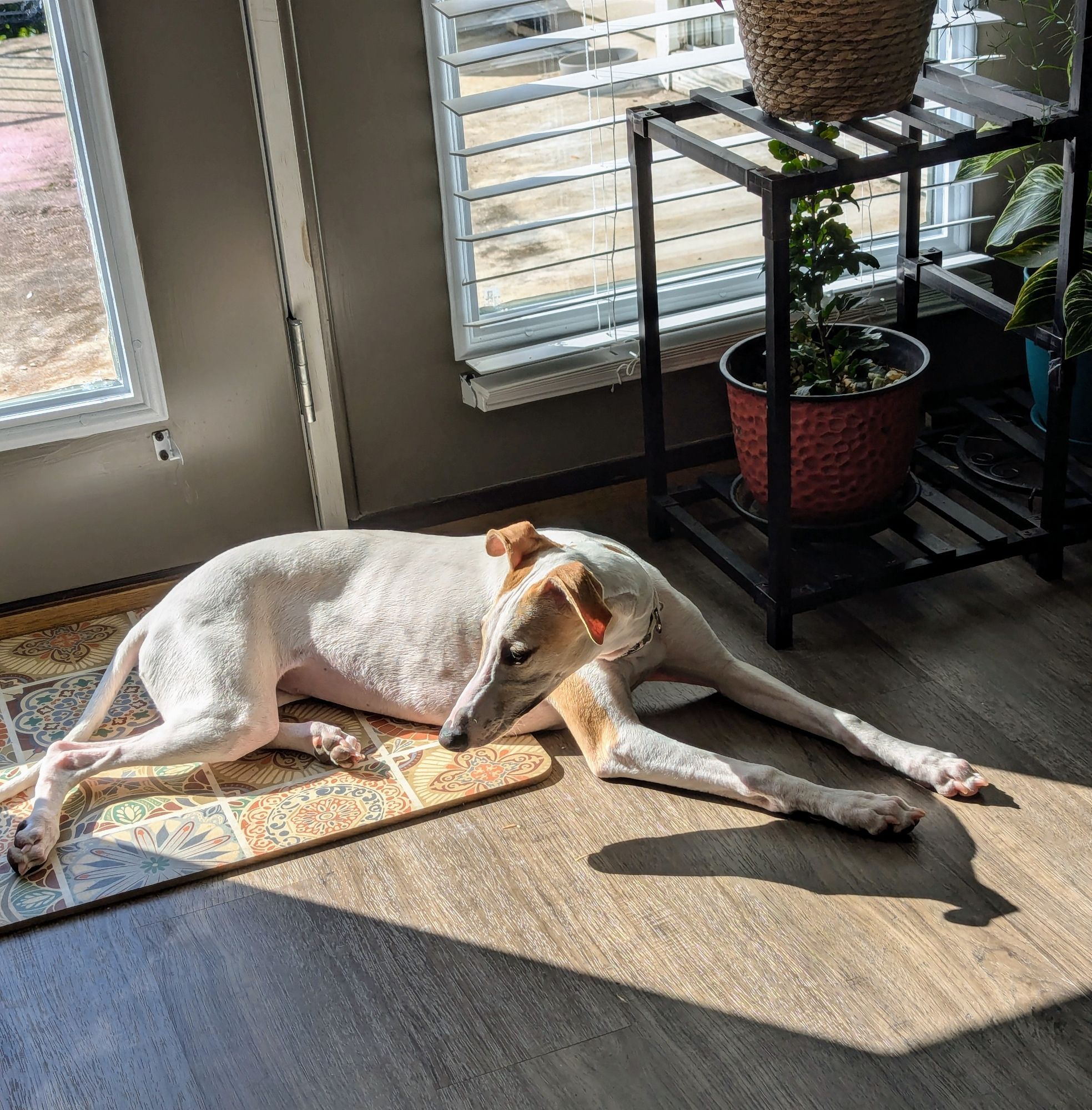 Boudica my Whippet puppy soaking up some sun by the patio window