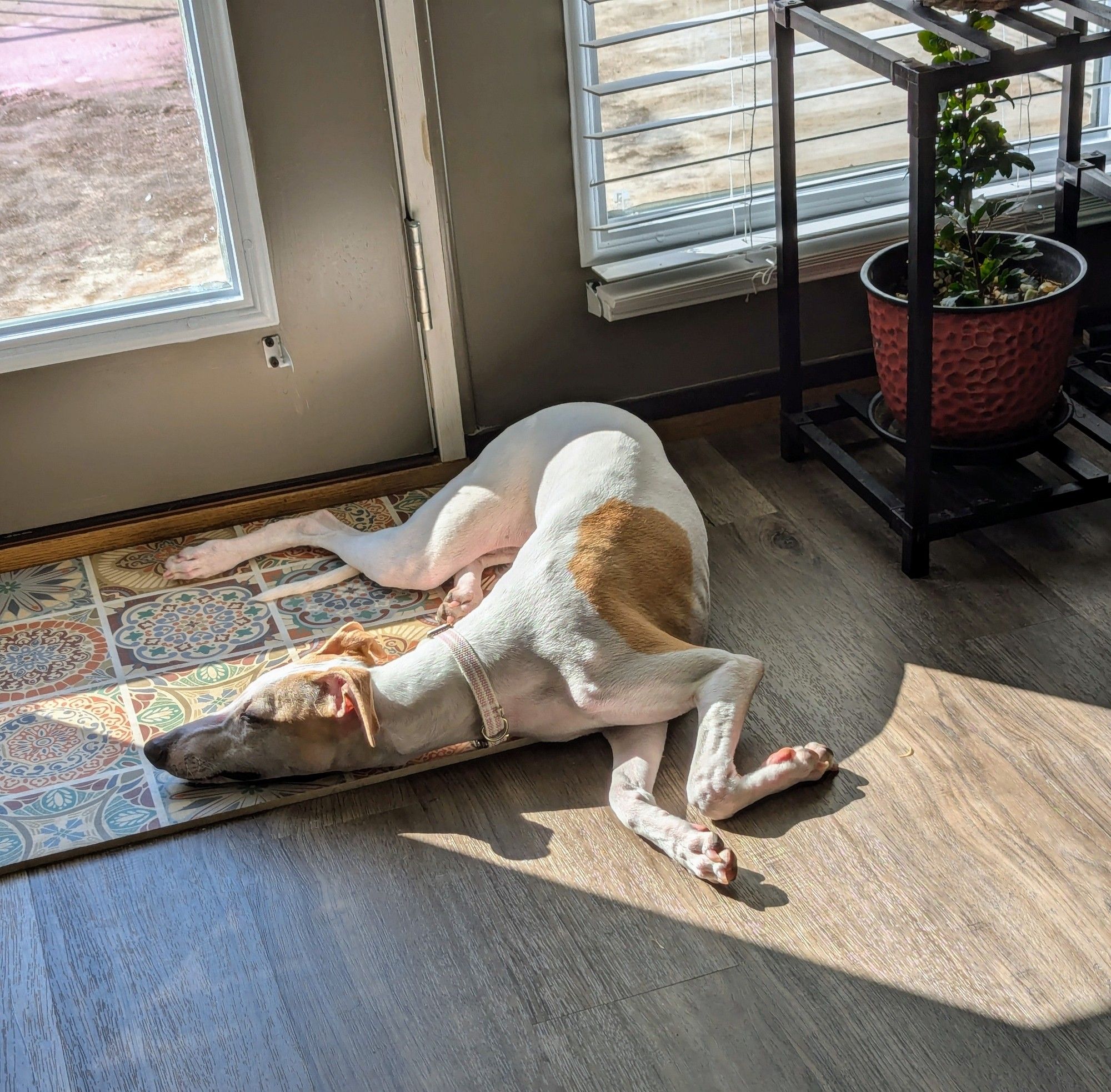 Boudica doing the Whippet Twist by the patio window in the sun 🌞