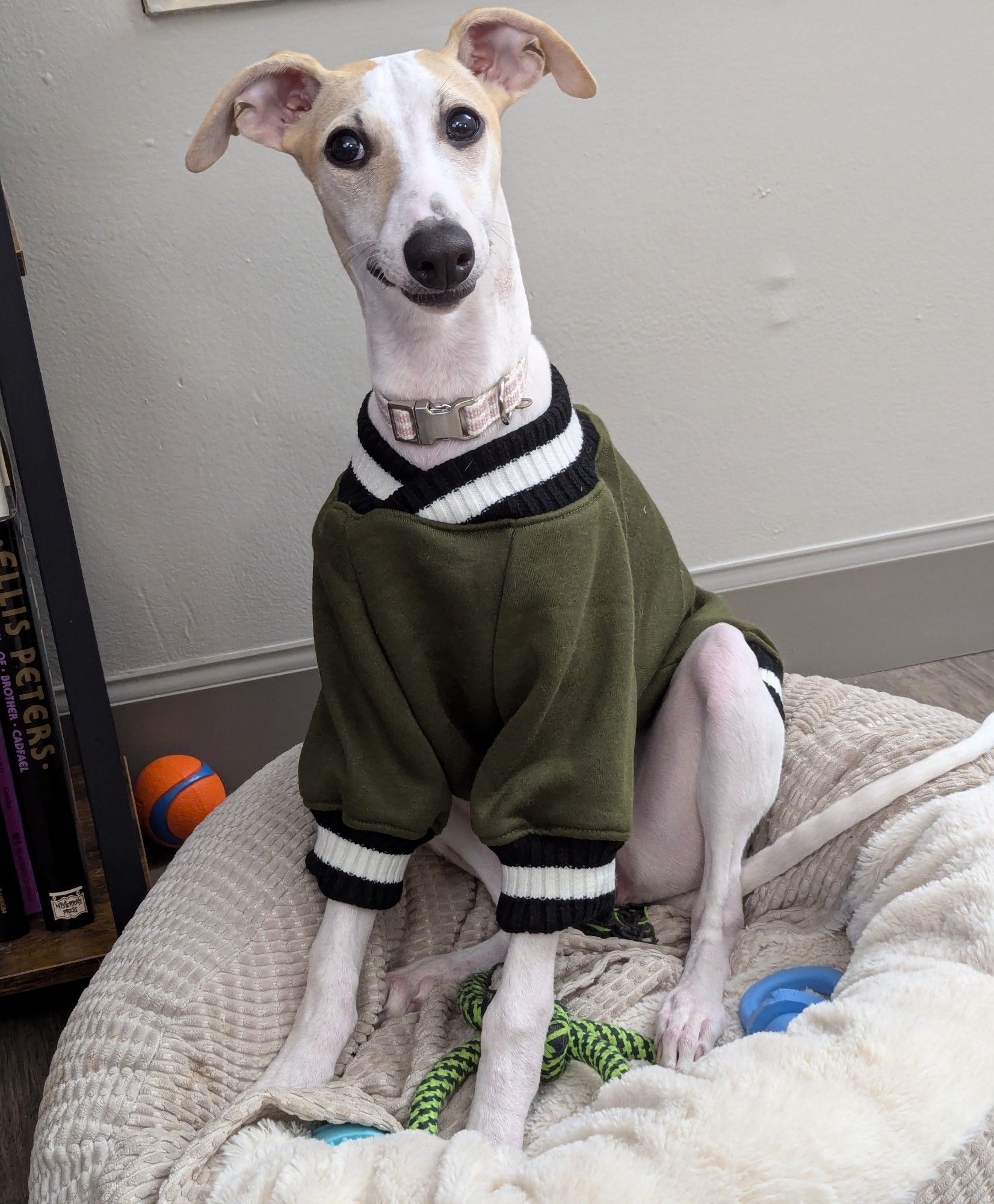 My Whippet puppy wearing her first shirt. It's a little cool this morning