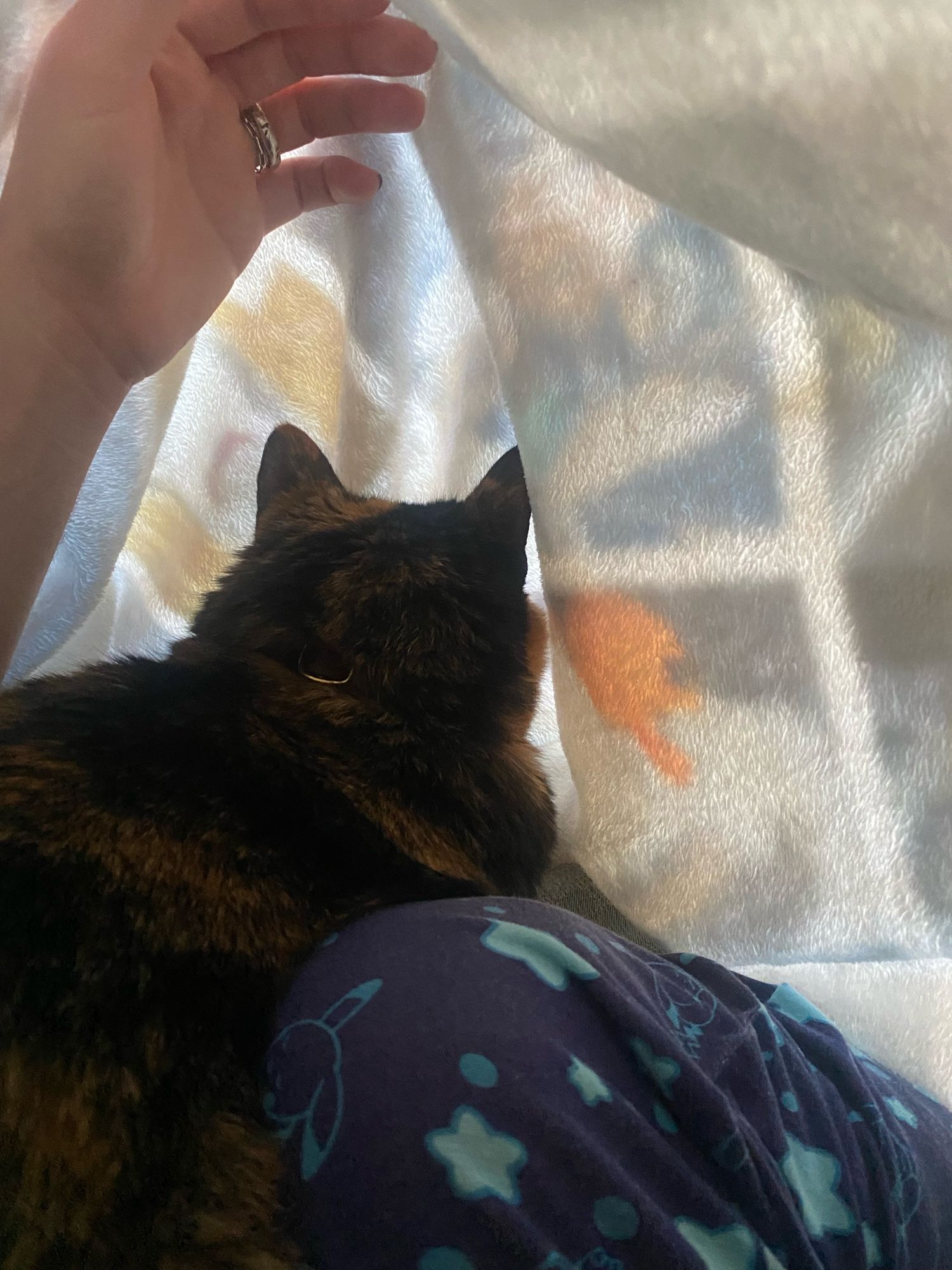 Dark calico cat is turned away, loafed up, still under the cover of a blanket