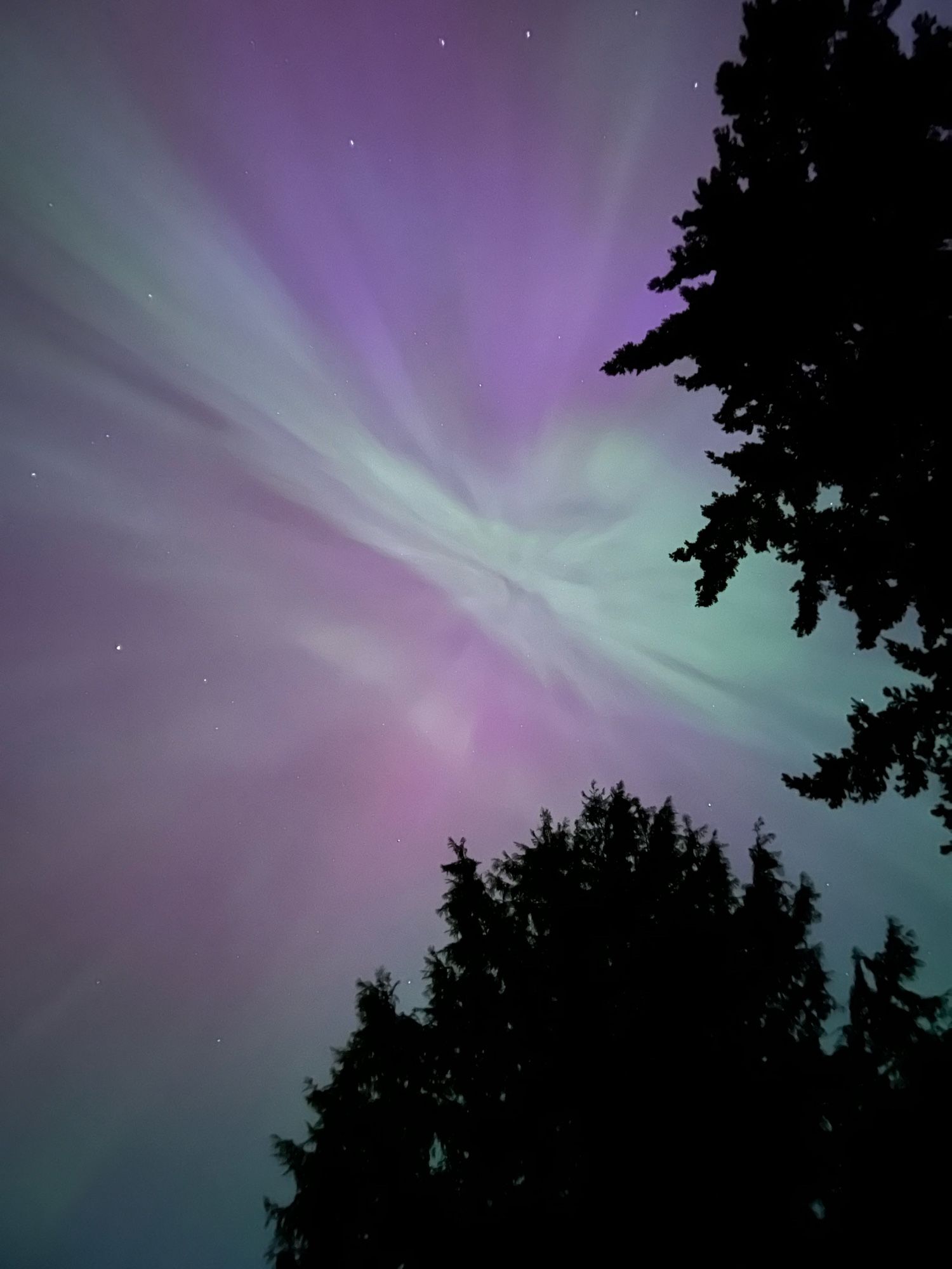 Purple and green northern lights in a sky with a few scattered stars with dark trees in the foreground