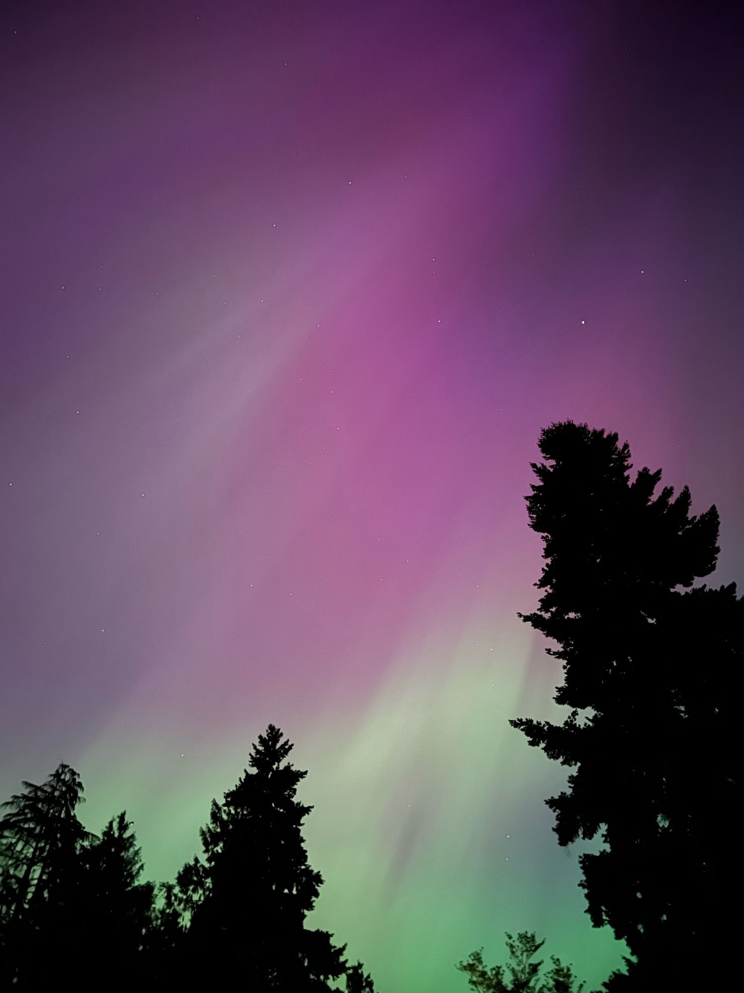 Purple and green northern lights in a sky with a few scattered stars with dark trees in the foreground