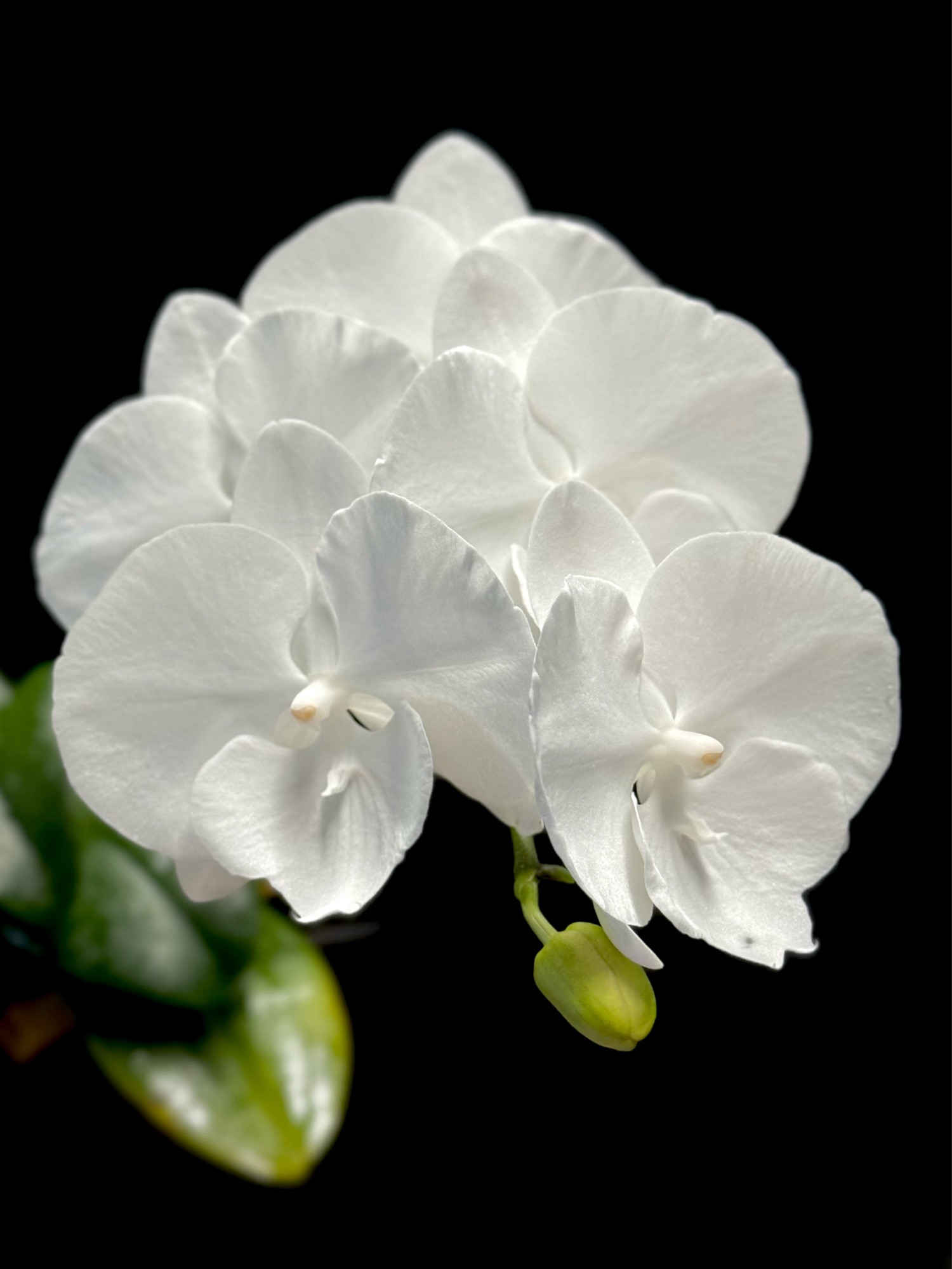 White moth orchid flowers with a big lip labellum