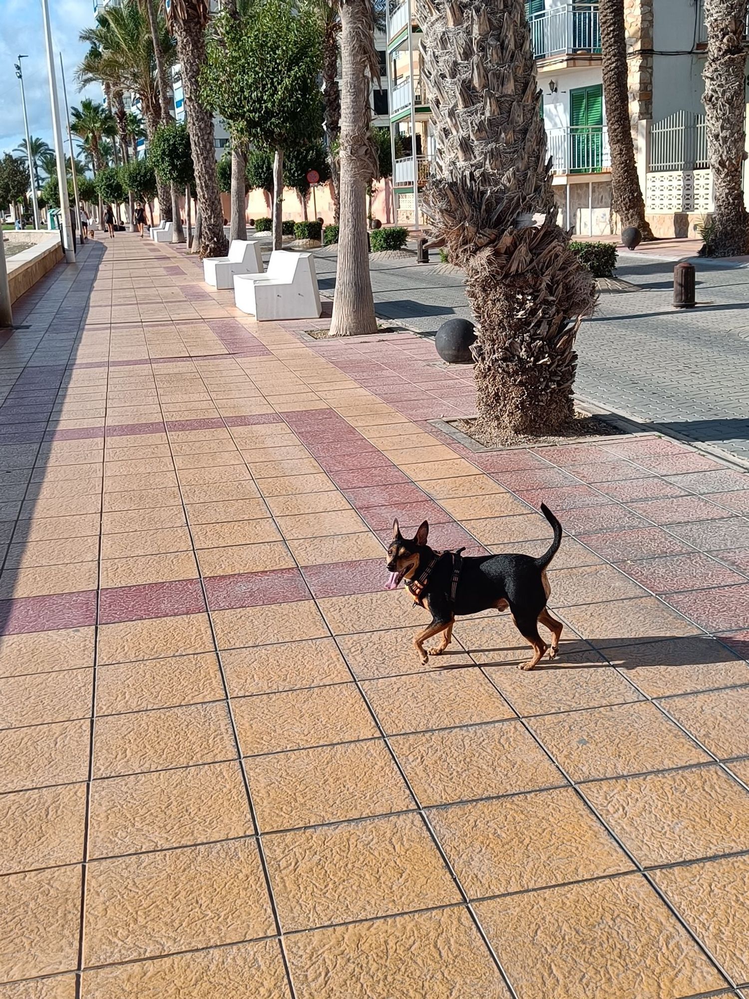 Perrito paseando sin correa.