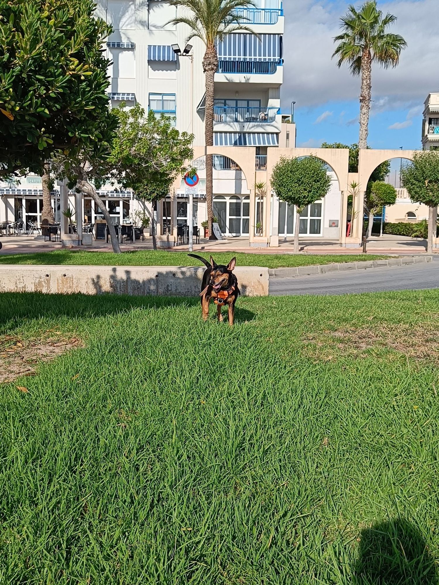 Perrito muy guapo disfrutando pisando césped.