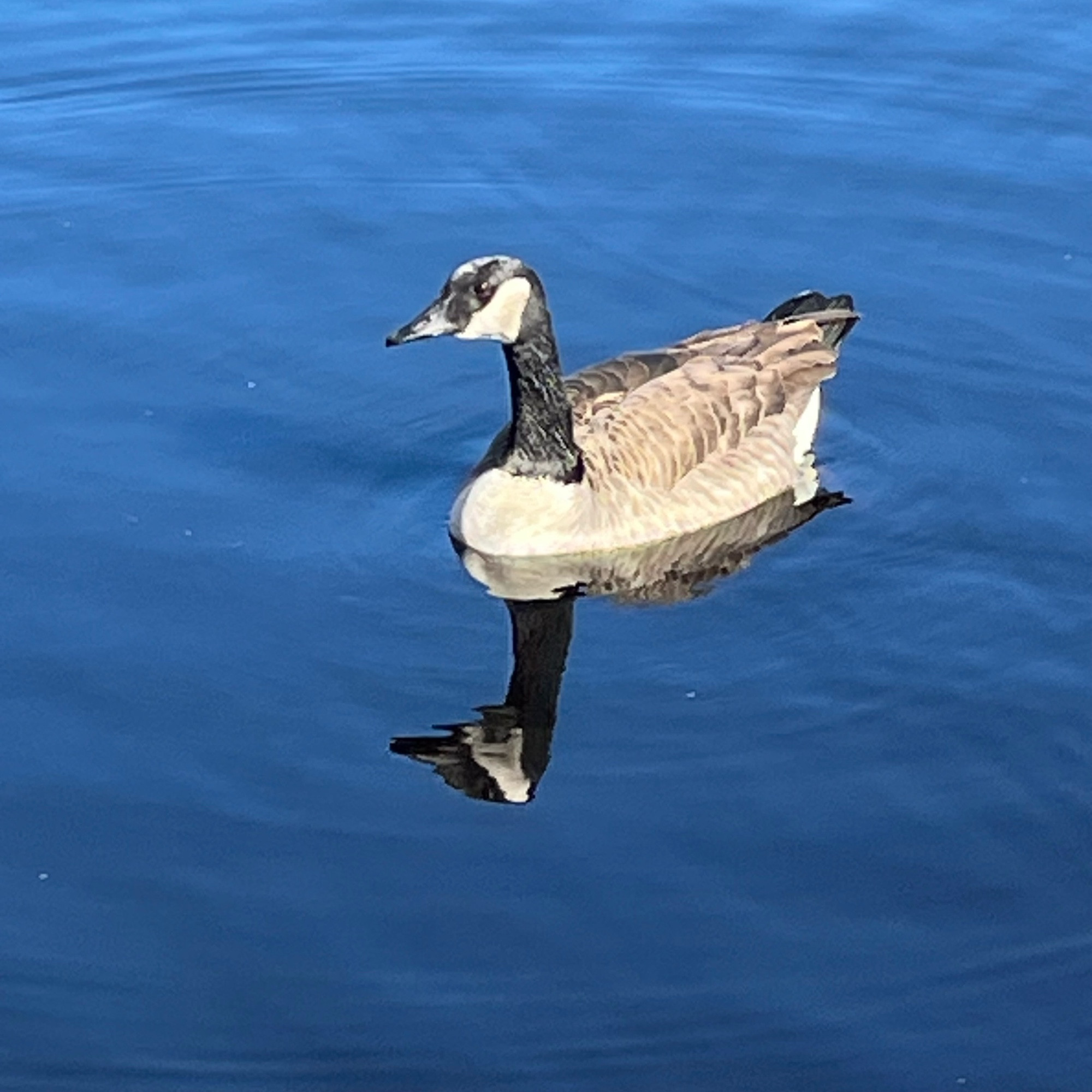 Une bernache et son reflet sur une eau aux tons qui vont du bleu foncé en bas au bleu plus clair en haut. Le soleil éclaire joliment la bernache. 