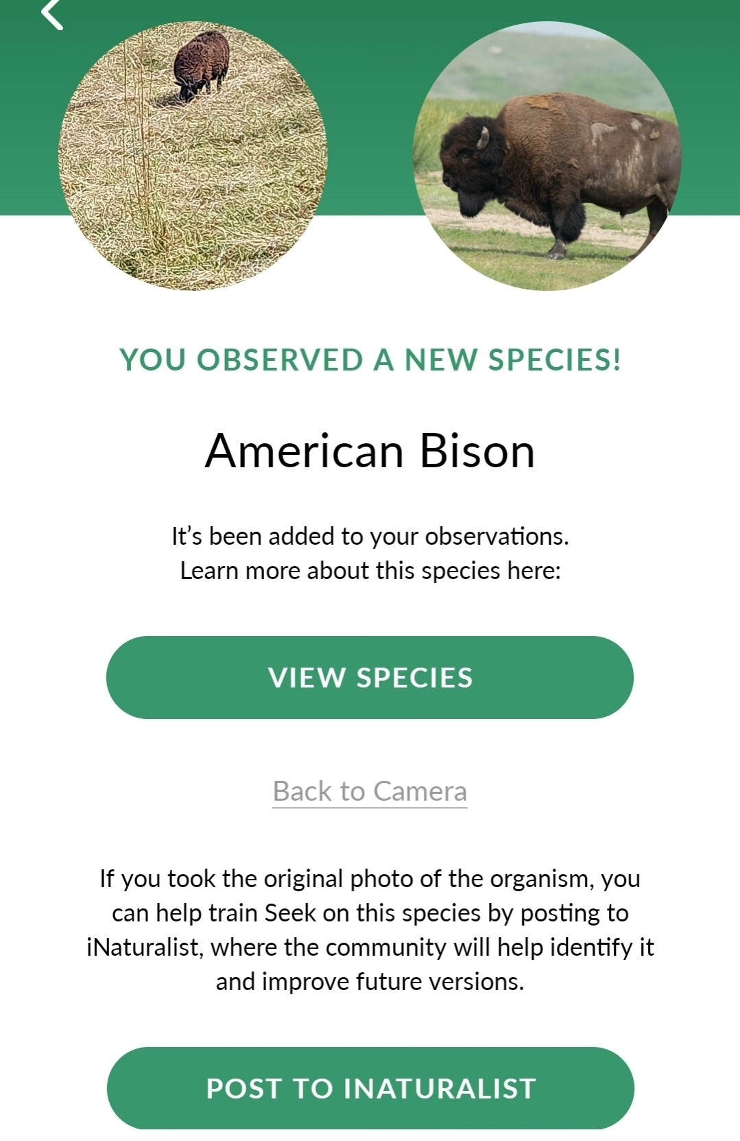 Screenshot: "you observed a new species! American bison. It's been added to your observations. (View species button)

If you took the original photo of the organism, you can help train Seek on this species by posting it to iNaturalist, where the community will help identify it and improve future versions. (Post to iNaturalist button)