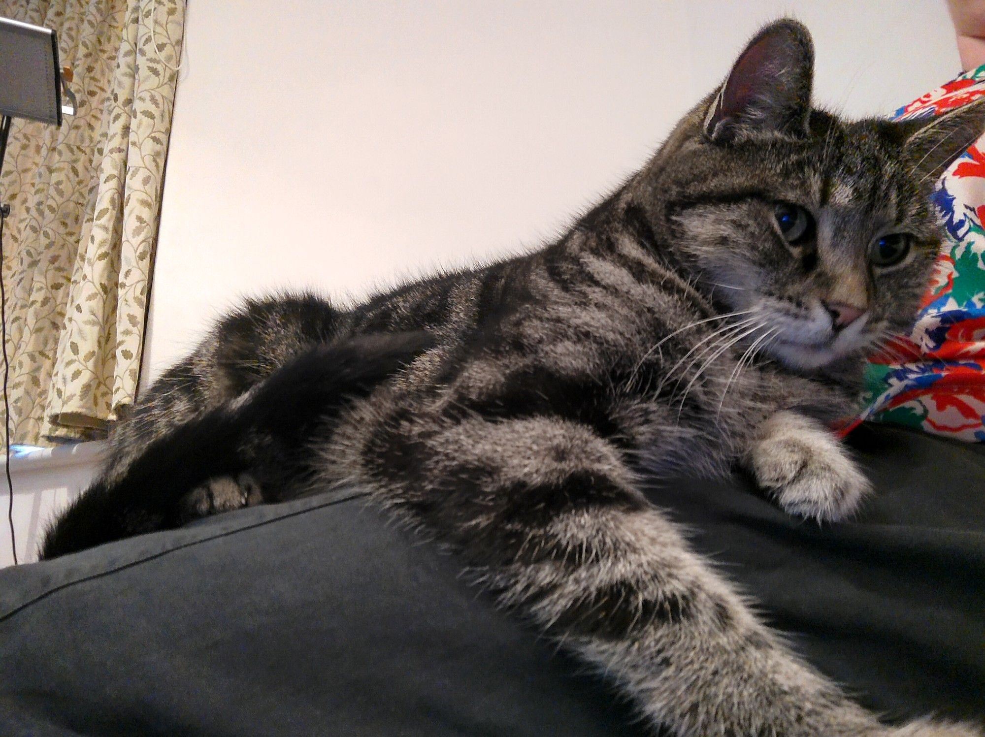 Grey tabby cat on my lap (black trousers) with beige curtains in the background.