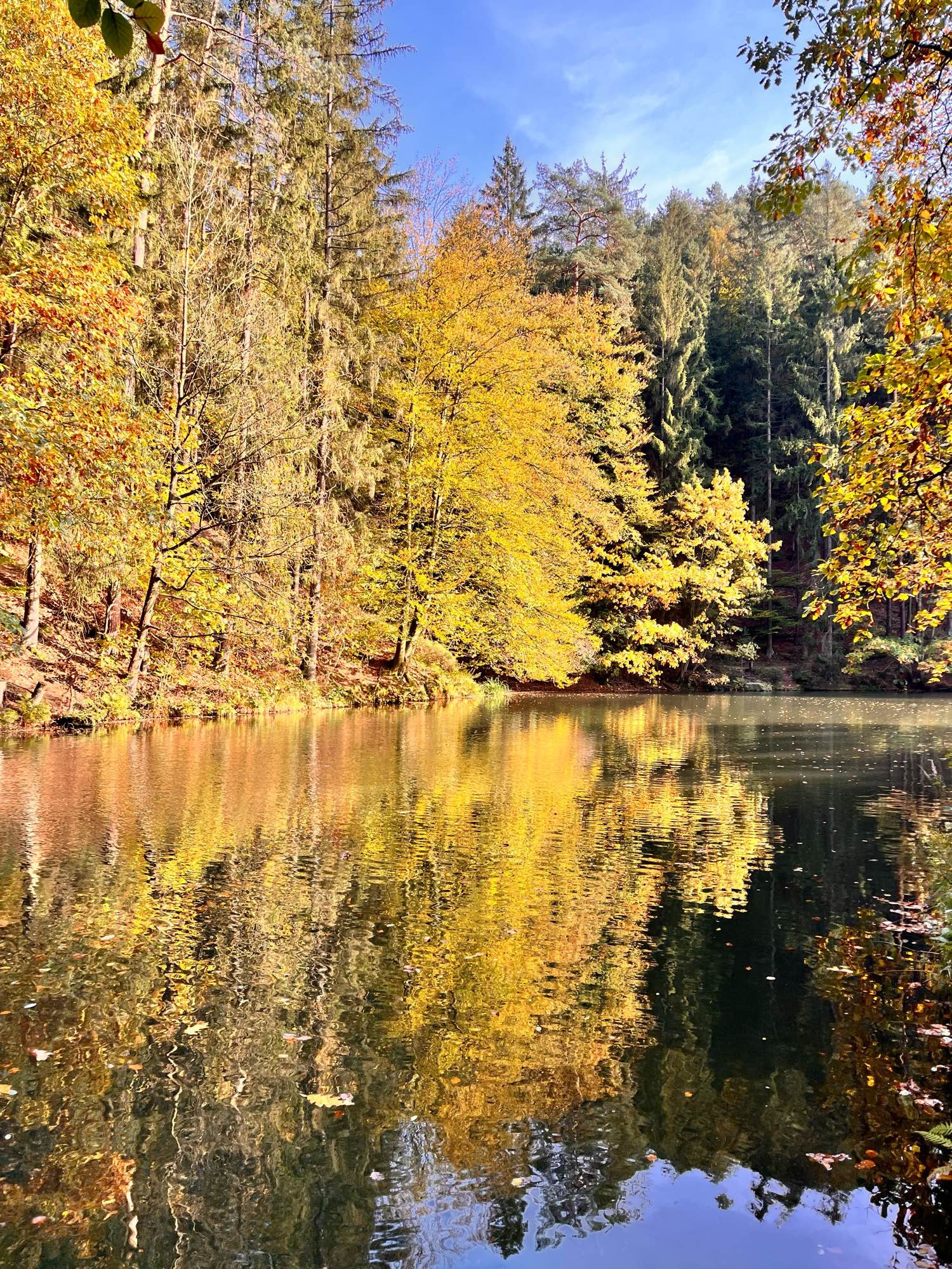 Foto: am Seeufer sind Bäume mit Gold gefärbten Blättern, die sich im fast bewegungslosen Wasser komplett spiegeln. Auch ein kleines Stückchen blauer Himmel spiegelt sich im Wasser.