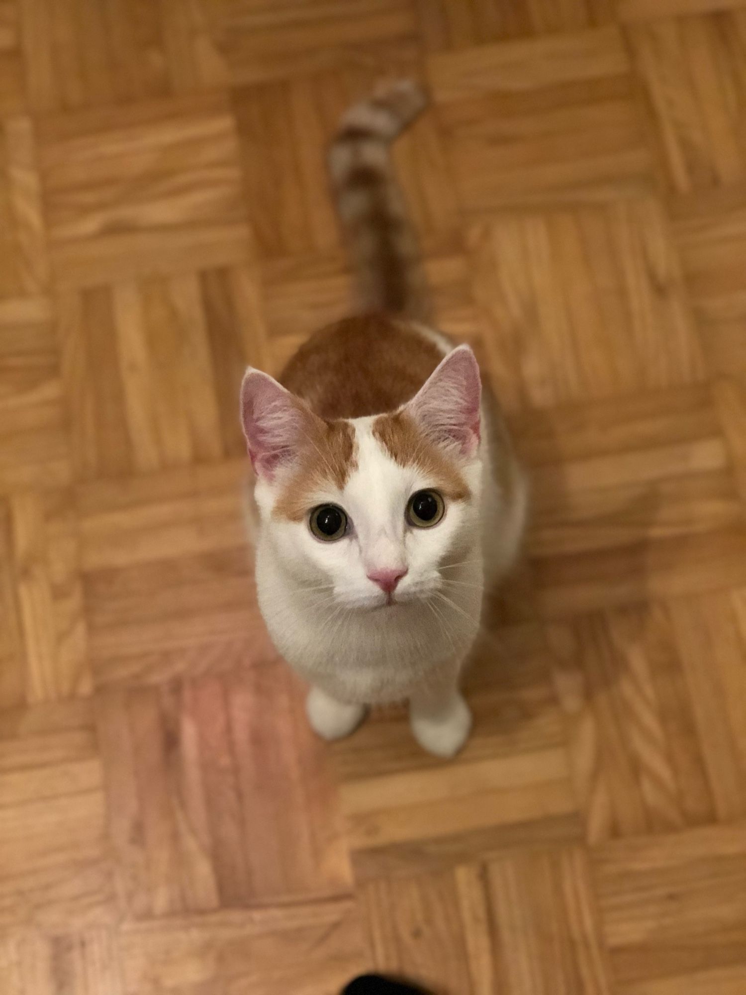 Foto von einem rot weißen Kater, der am Boden sitzt und zur Kamera aufblickt mit großen, runden, erwartungsvollen Augen.