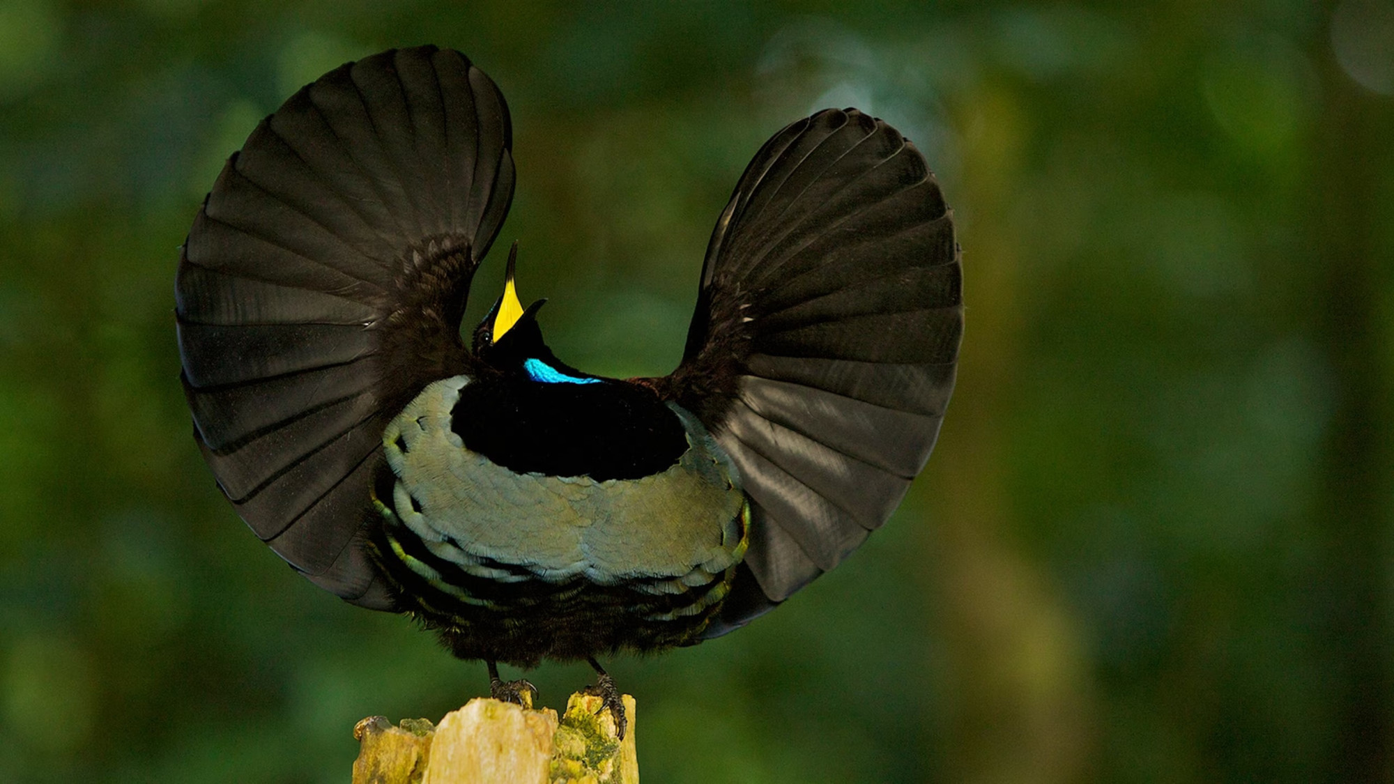 Victoria's riflebird 