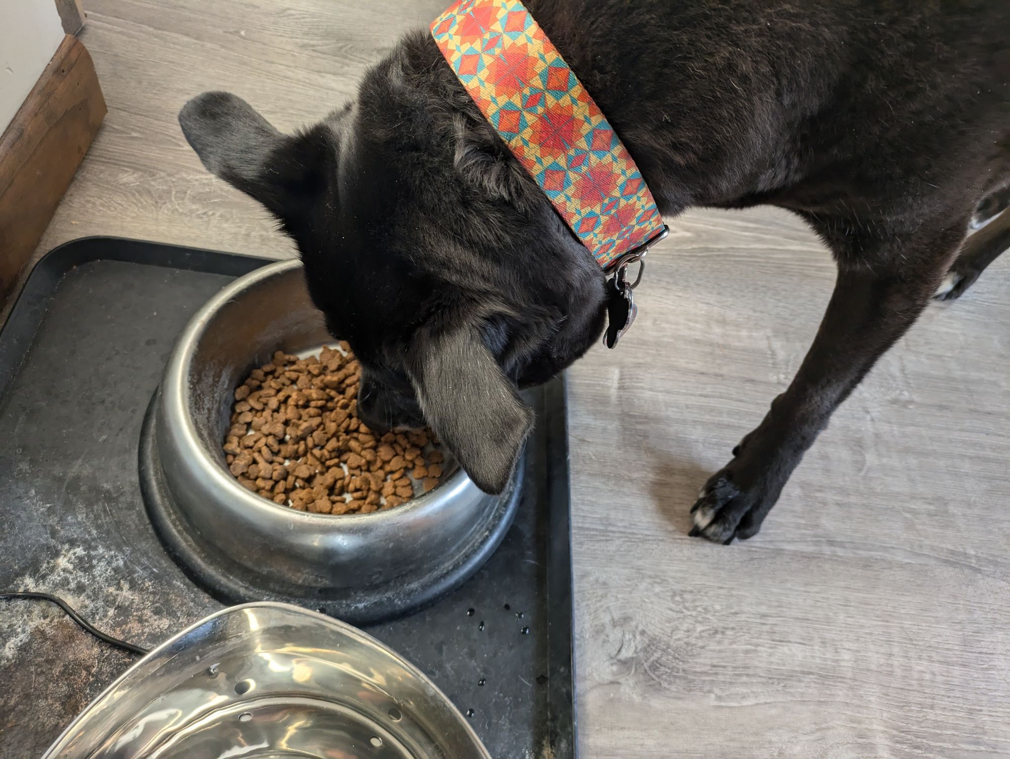 A large black dog eating breakfast