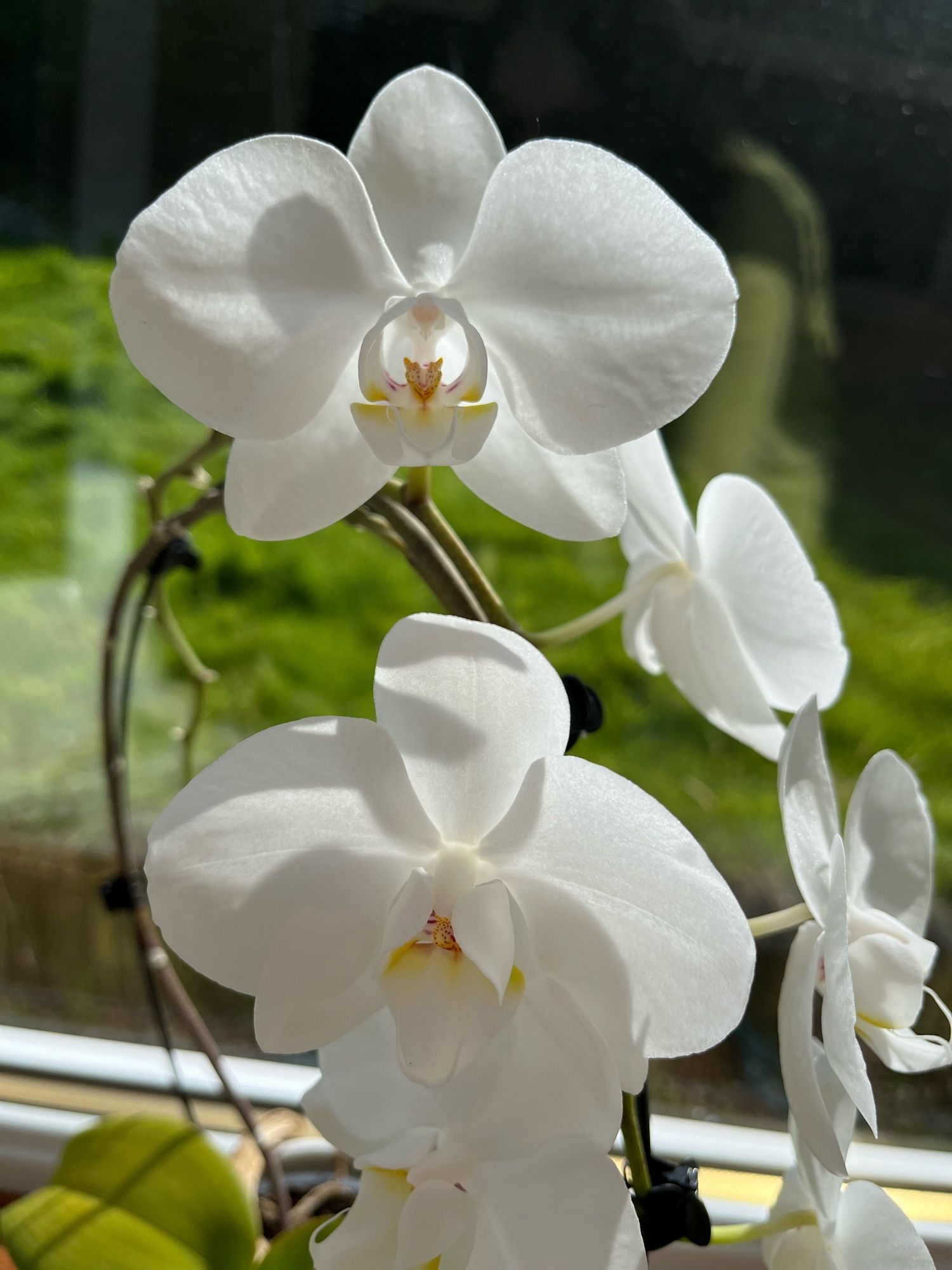 White orchid flowers