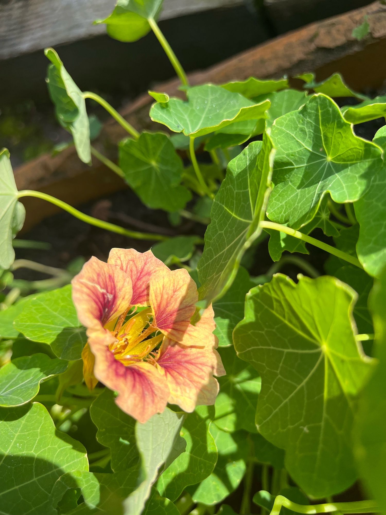 Nasturtium in the sunshine