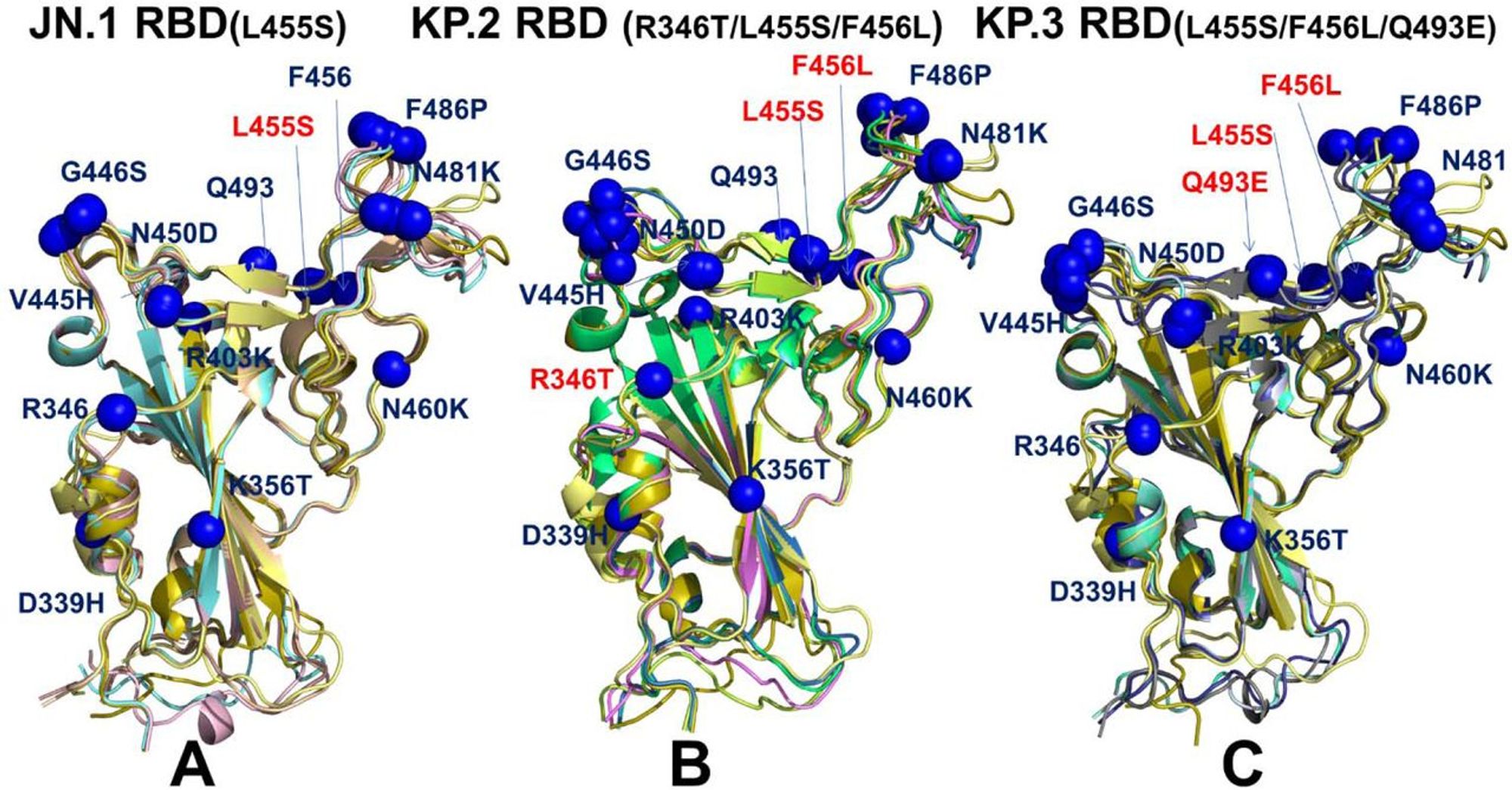 Structural alignment of the AF2-predicted RBD conformational ensembles in the complexes with ACE2 for JN.1 (A), KP.2 (B) and KP.3 variants (C). Structural alignment of the AF2-predicted conformations with high pLDDT values > 80.0 and the cryo-EM structure of the BA.2.86 RBD-ACE2 complex (pdb id 8QSQ). The RBD conformations are shown in ribbons. The sites of unique BA.2.86 mutations D339H, K356T, R403K, V445H, G446S, N450D, L452W, N460K, N481K, A484K, F486P, R493Q are shown in blue spheres on panels (A-C). Mutation L455S in JN.1 is shown in red spheres on panel A. The positions of KP.2 mutations R346T, L455S and F456L are shown in red spheres on panel B. The positions of KP.3 mutations L455S, F456L and Q493E are shown in red spheres on panel C. Image from: https://www.biorxiv.org/content/10.1101/2024.07.09.602810v1.full