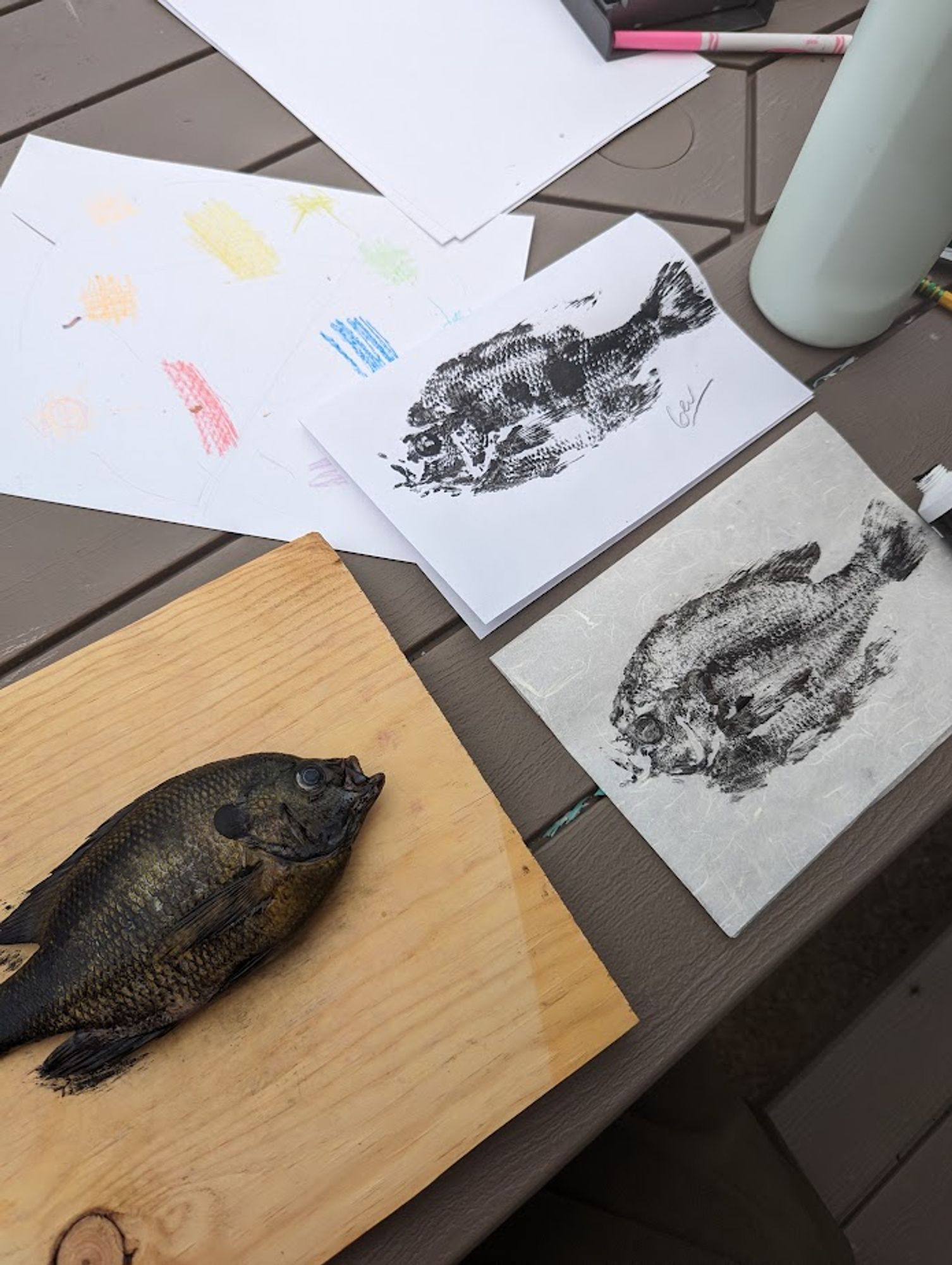 a photo of a small freshwater fish covered in a thin layer of black ink and two prints on paper pulled from its body