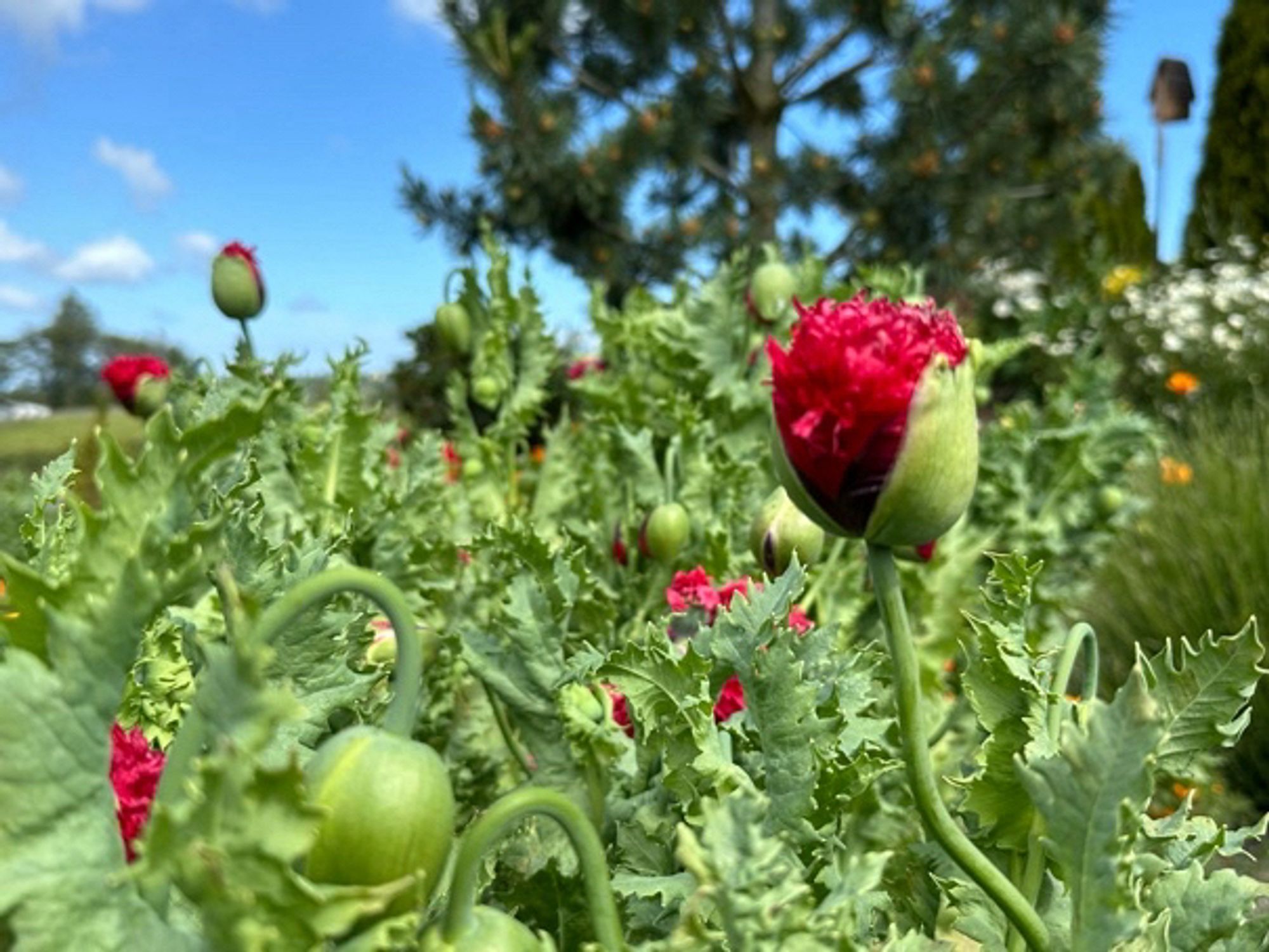 Close up of red flower buds in a cusp of flowering. In the background is a pine tree.