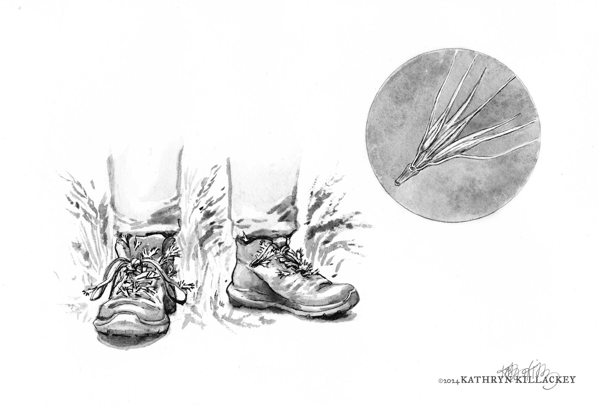 A pen and ink wash sketch of a person's legs from mid calf down. They are wearing paints and hiking boots. Foxtails (grass spikelets) are stuck all over the boots. There is a detail of a Hordeum murinum spikelet in a circle to the upper right. Hordeum murinum is one of several wild barley and brome species that get called "foxtail".