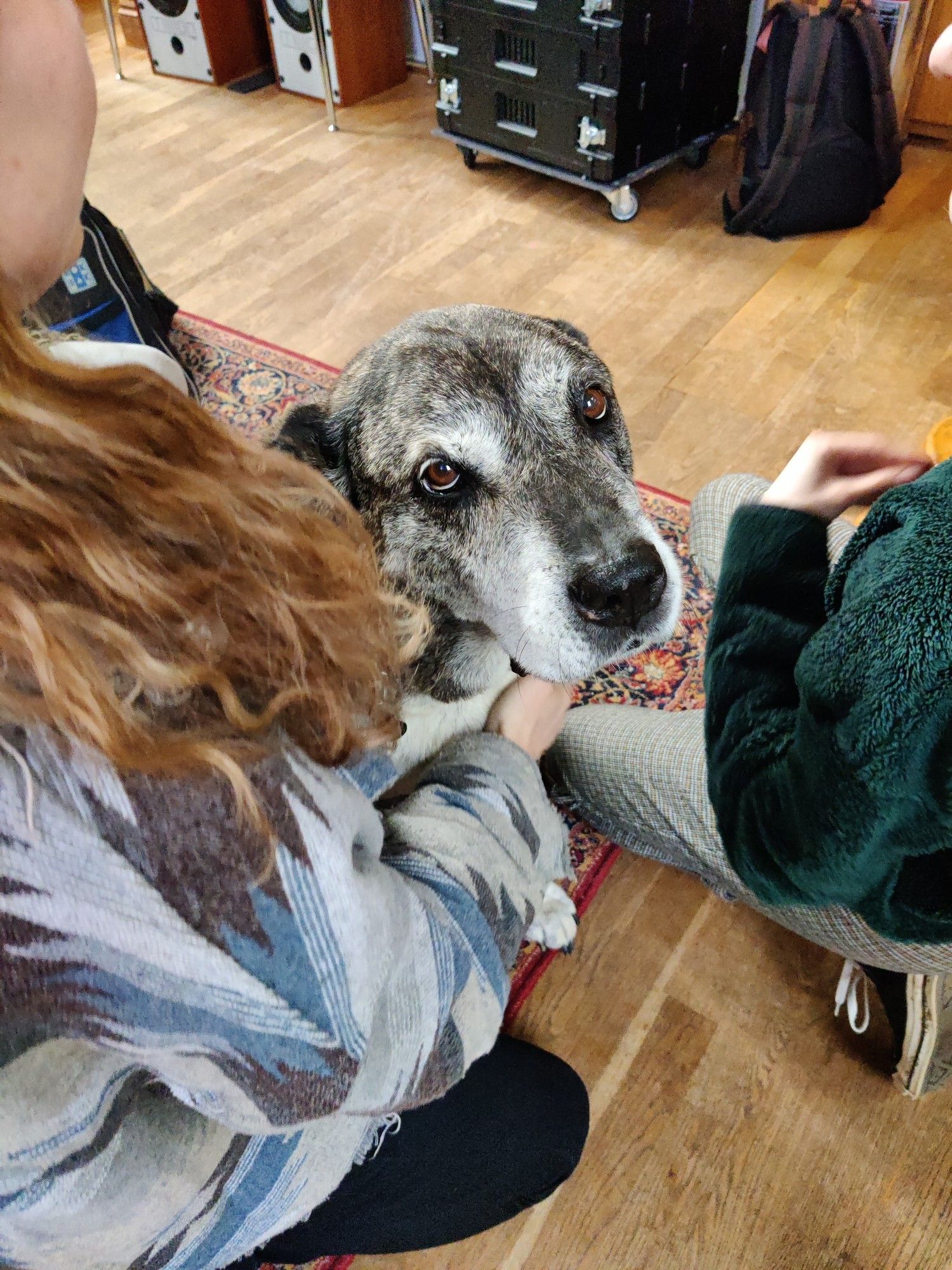 Zebby, the Akita Mastiff cross, a large grey and white dog looks at the camera while being hugged.