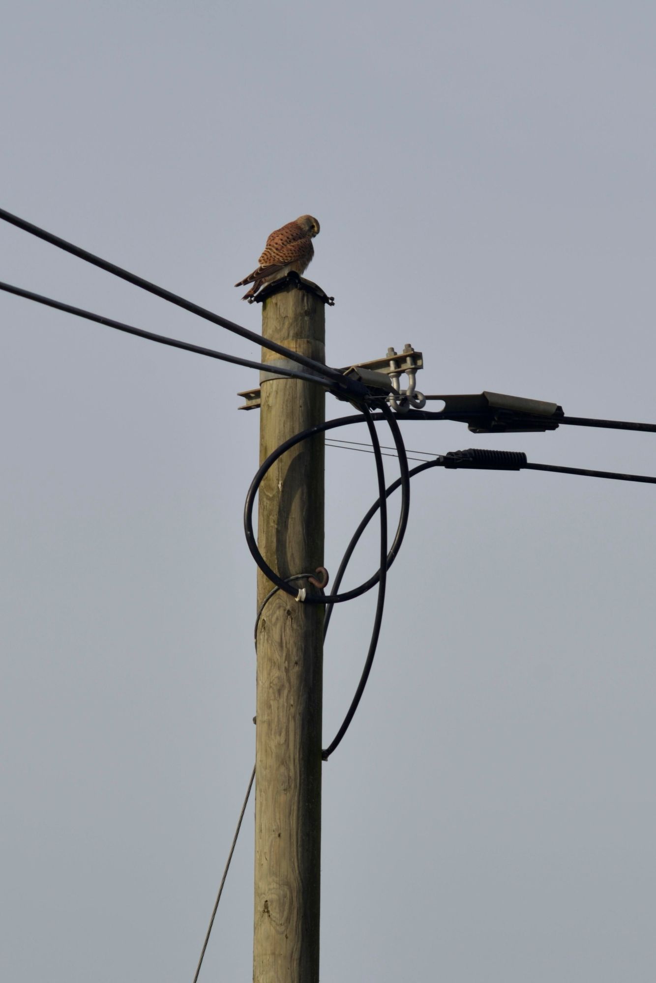 Ein Turmfalke sitzt auf einem Telekom-Mast.