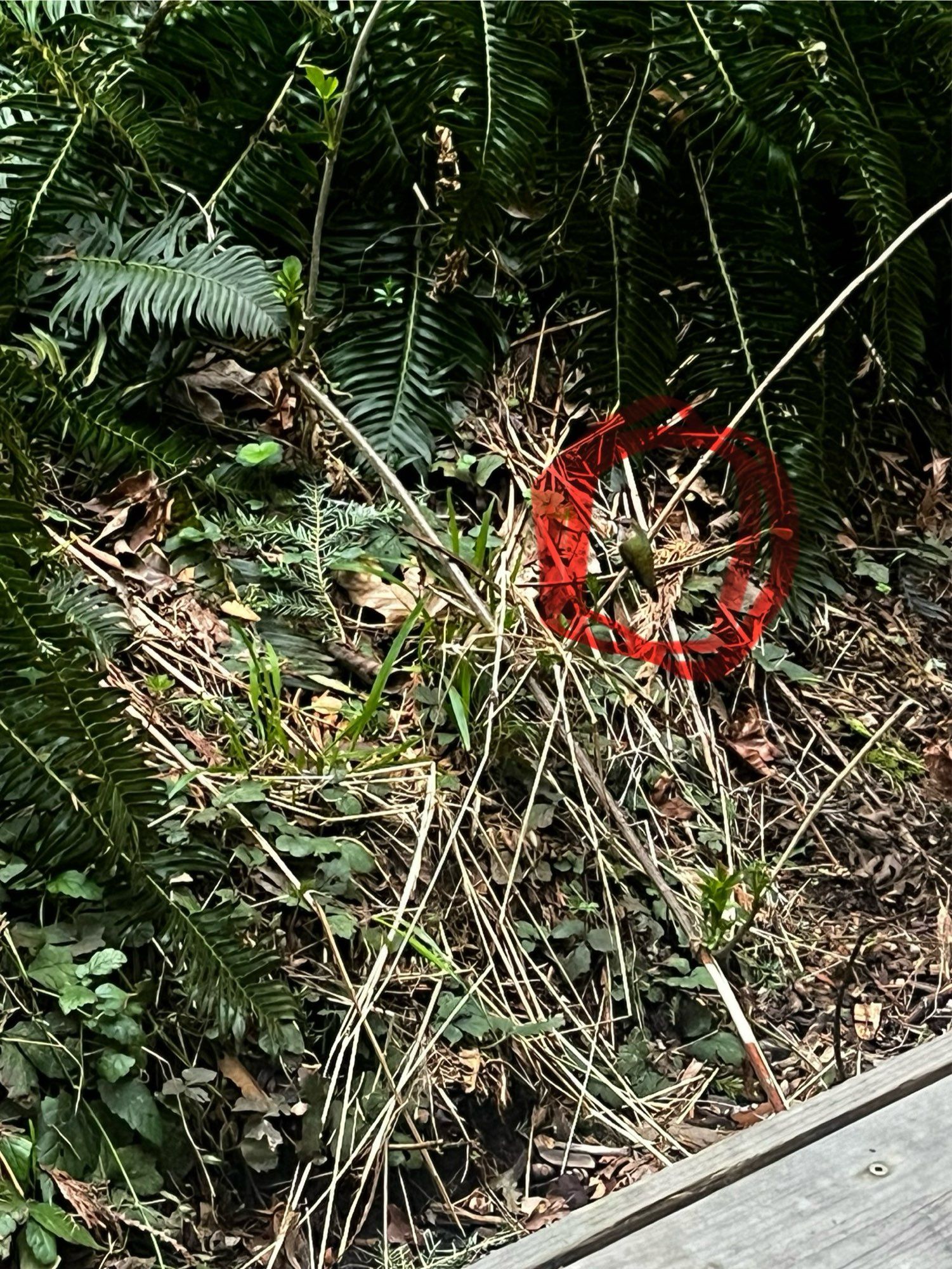 A jumble of grasses, vines, forbs and ferns at the edge of a cedar deck. A female Rufous Hummingbird is perched on a bare stick, circled in red.