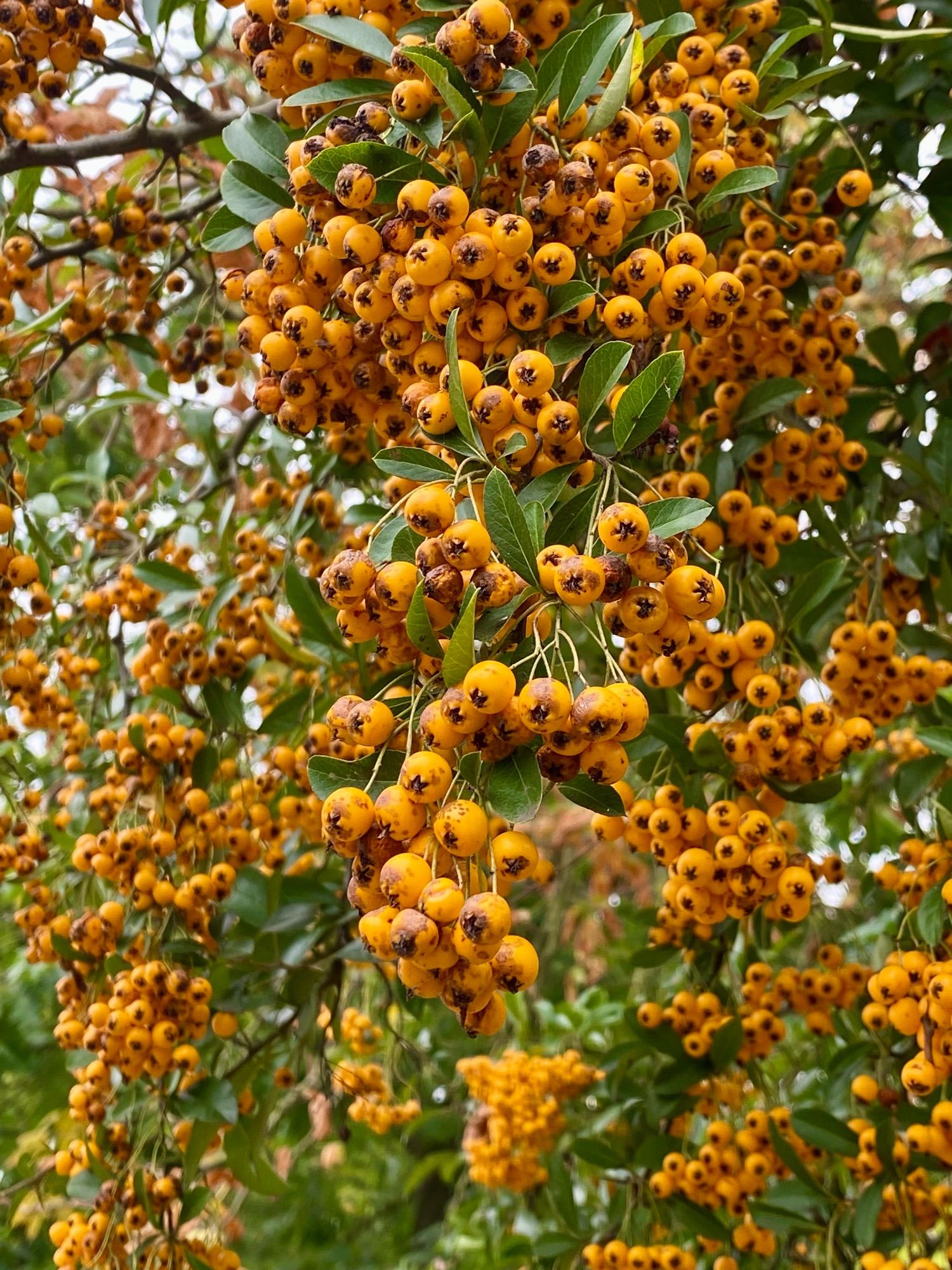 Orange Früchte des Feuerdorn.