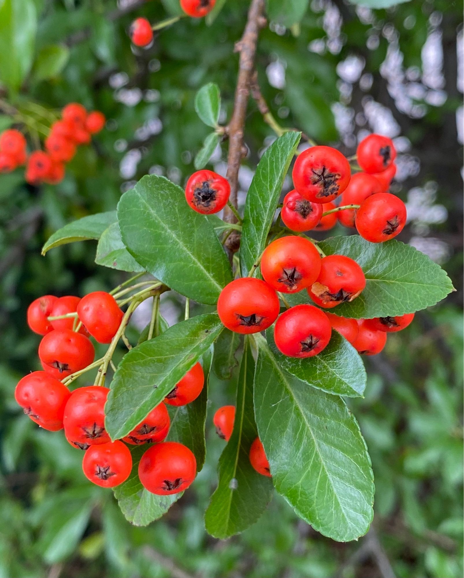 Roter Feuerdorn