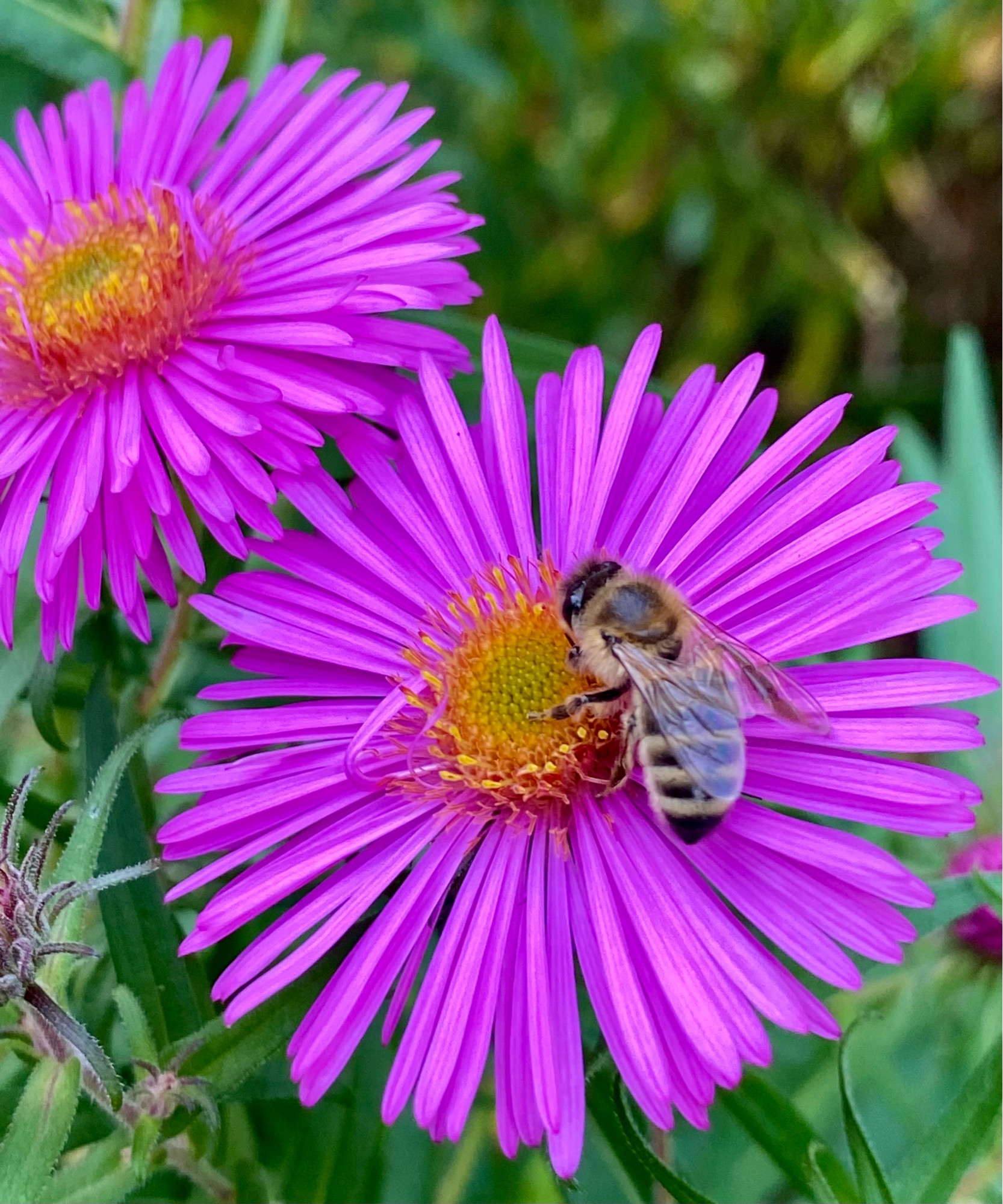 Zwei lila Herbstasterblüten. Auf einer ist eine Honigbiene.