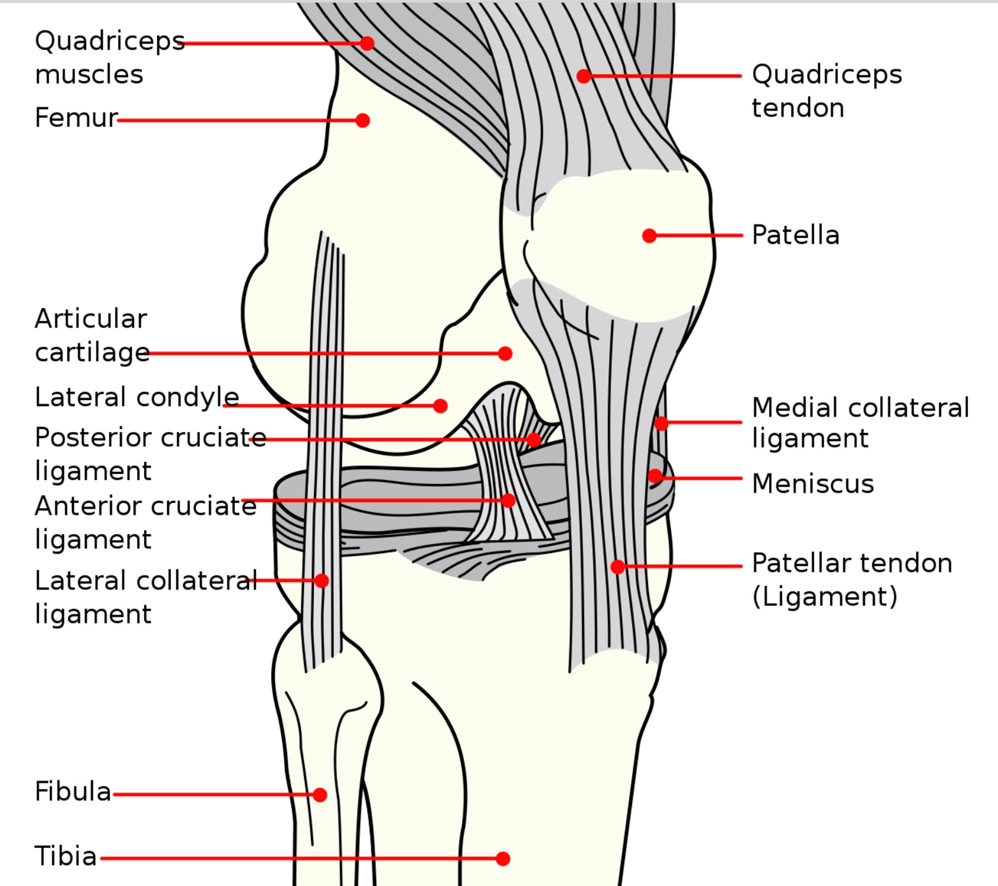 A diagram of the main ligaments and bones of the human knee